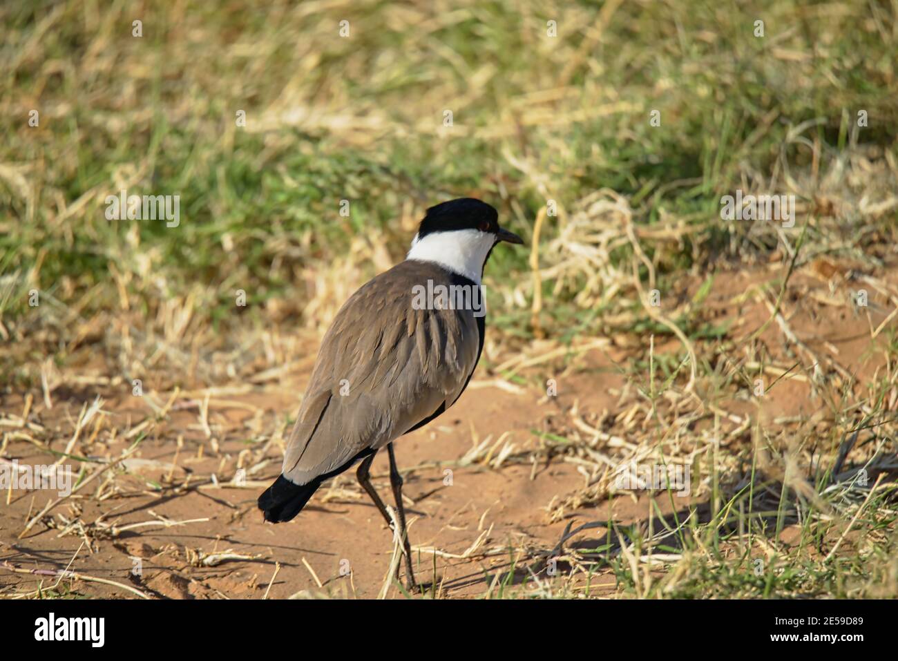 Una lappatura con alettone (Vanellus spinosus) sta camminando sull'erba. Un gran numero di animali migrano al Masai Mara National Wildlife Refuge di Keny Foto Stock