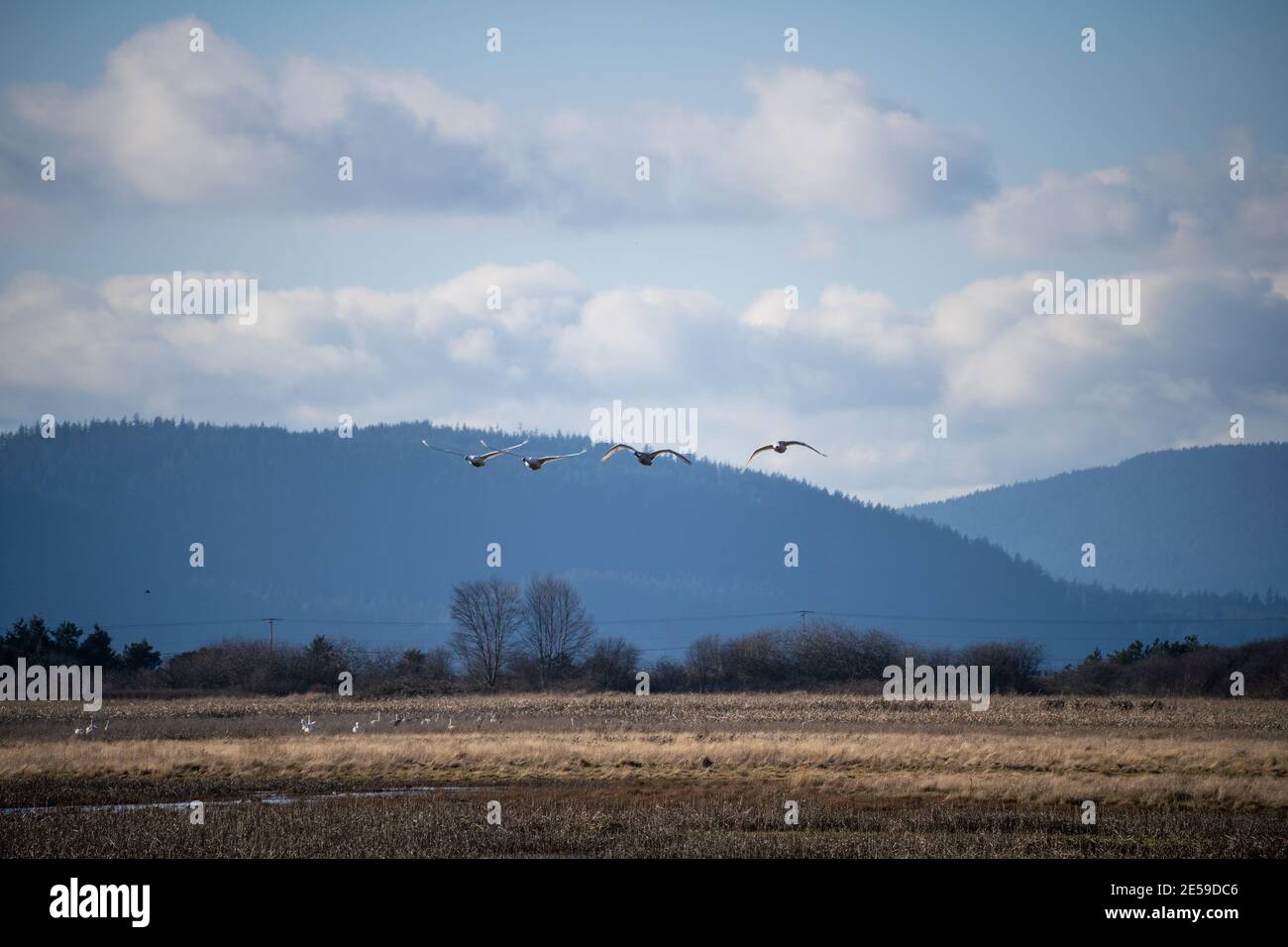 Il cigno trombettista (Cygnus buccinator) è una specie di cigno che si trova in Nord America. L'uccello vivente più pesante nativo del Nord America, è anche il grande Foto Stock