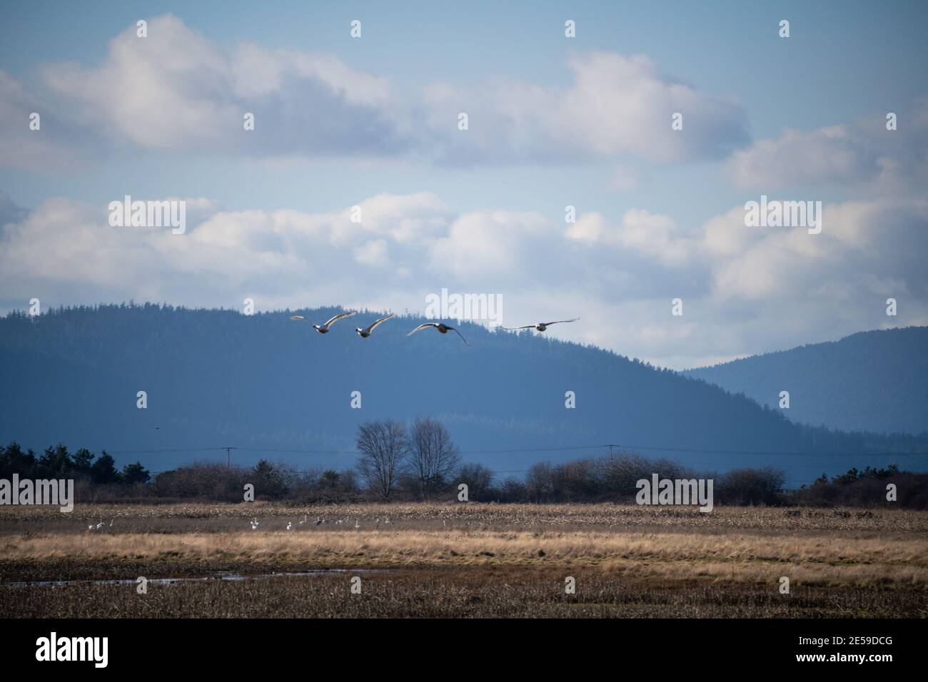 Il cigno trombettista (Cygnus buccinator) è una specie di cigno che si trova in Nord America. L'uccello vivente più pesante nativo del Nord America, è anche il grande Foto Stock
