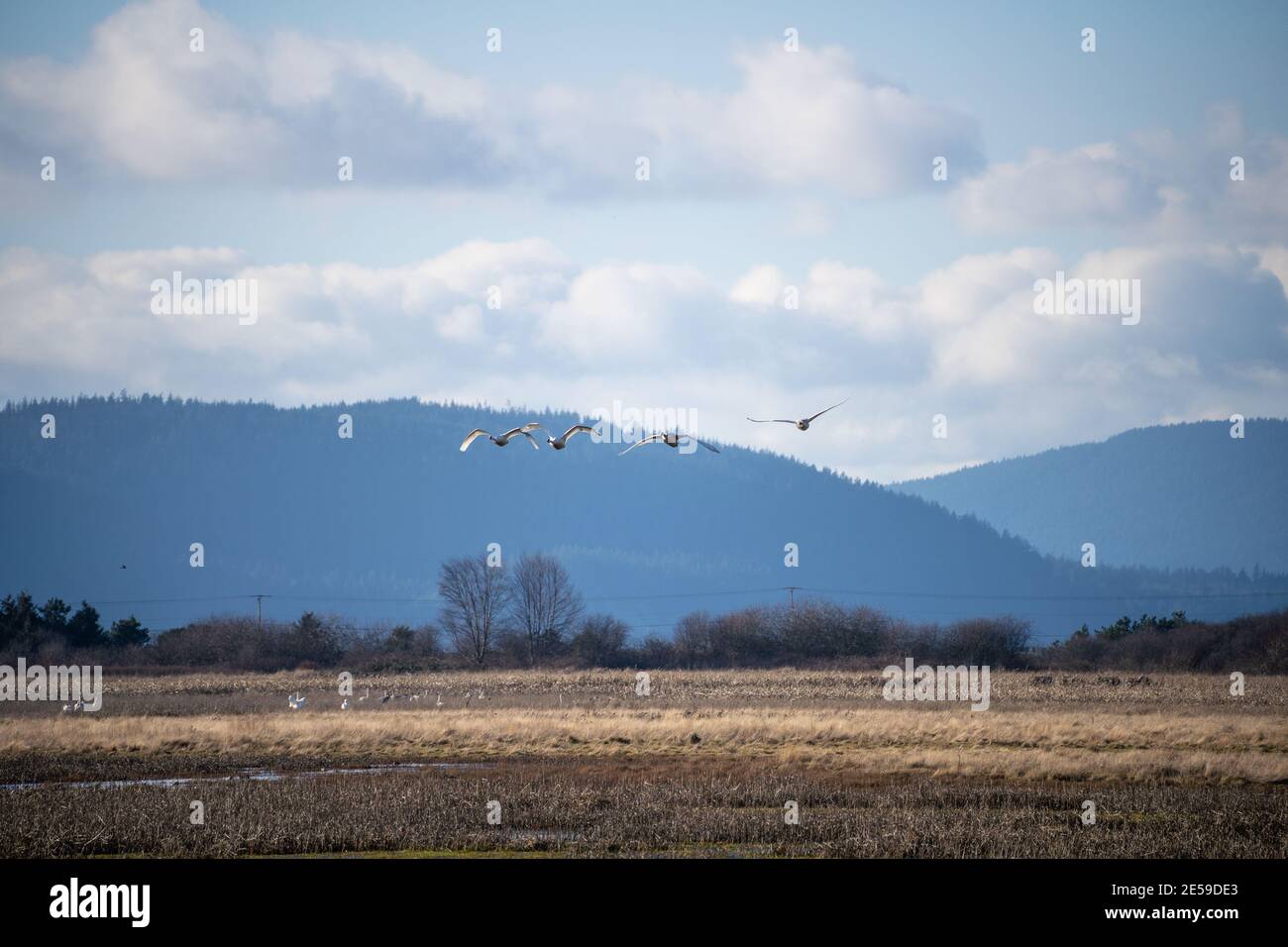 Il cigno trombettista (Cygnus buccinator) è una specie di cigno che si trova in Nord America. L'uccello vivente più pesante nativo del Nord America, è anche il grande Foto Stock