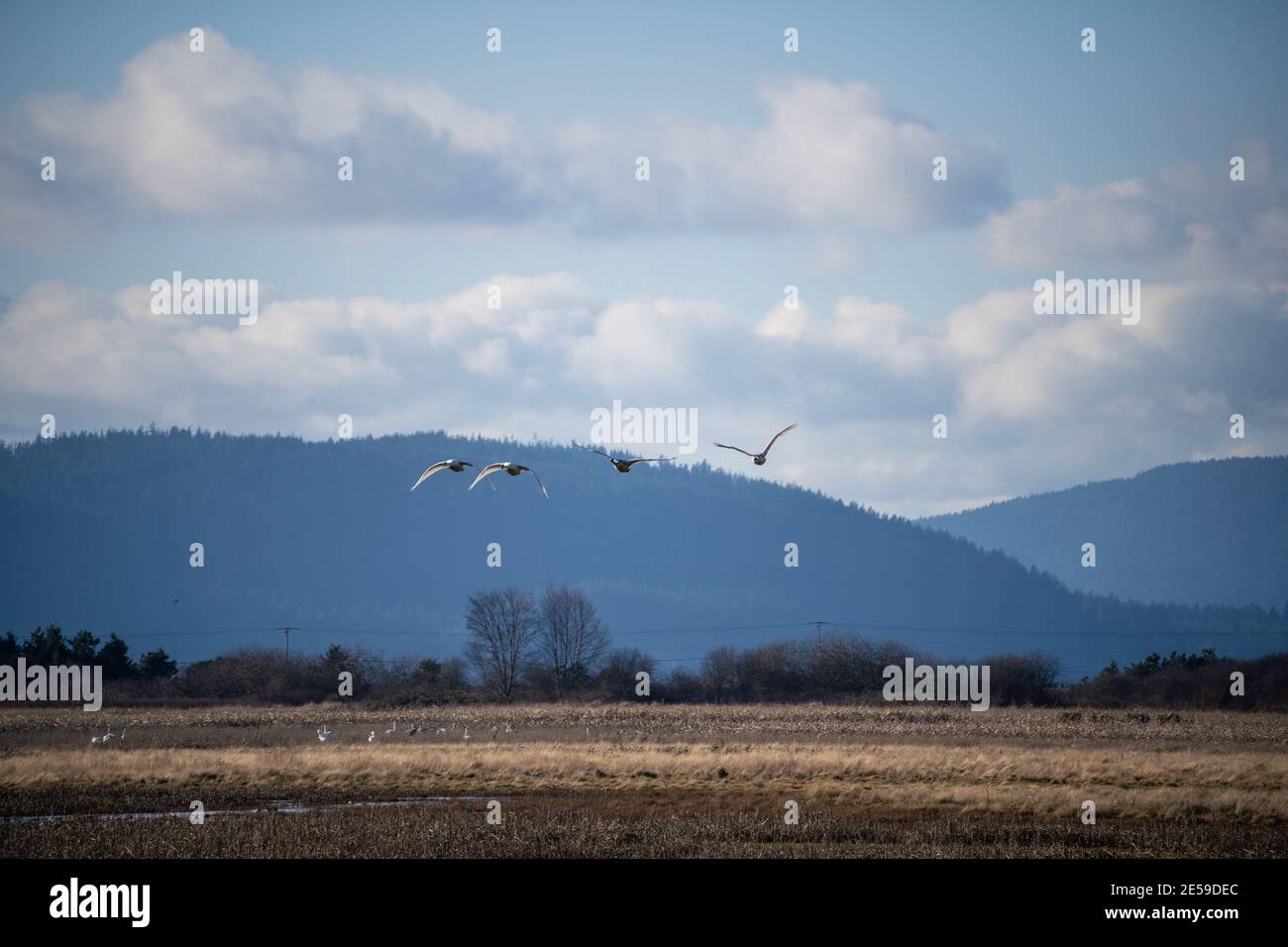 Il cigno trombettista (Cygnus buccinator) è una specie di cigno che si trova in Nord America. L'uccello vivente più pesante nativo del Nord America, è anche il grande Foto Stock