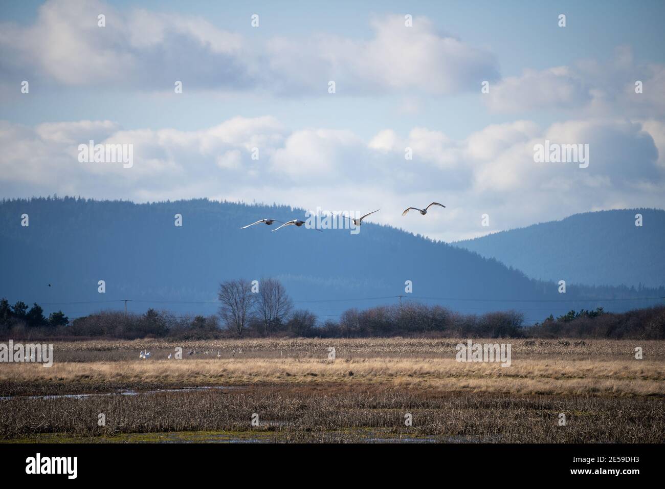Il cigno trombettista (Cygnus buccinator) è una specie di cigno che si trova in Nord America. L'uccello vivente più pesante nativo del Nord America, è anche il grande Foto Stock