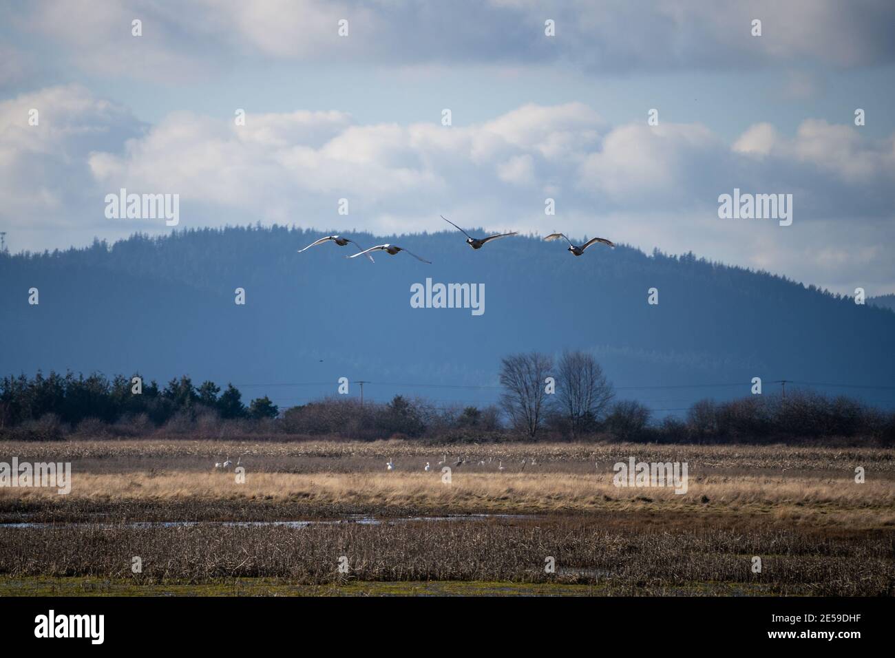 Il cigno trombettista (Cygnus buccinator) è una specie di cigno che si trova in Nord America. L'uccello vivente più pesante nativo del Nord America, è anche il grande Foto Stock