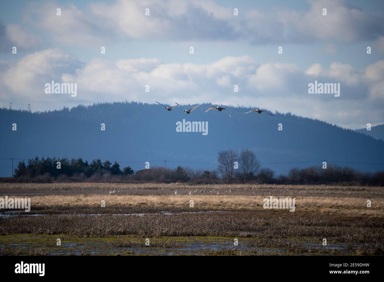 Il cigno trombettista (Cygnus buccinator) è una specie di cigno che si trova in Nord America. L'uccello vivente più pesante nativo del Nord America, è anche il grande Foto Stock
