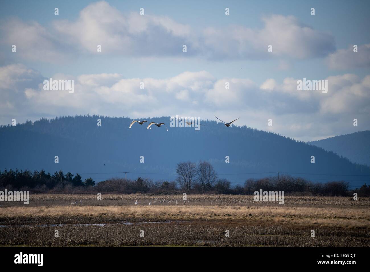 Il cigno trombettista (Cygnus buccinator) è una specie di cigno che si trova in Nord America. L'uccello vivente più pesante nativo del Nord America, è anche il grande Foto Stock