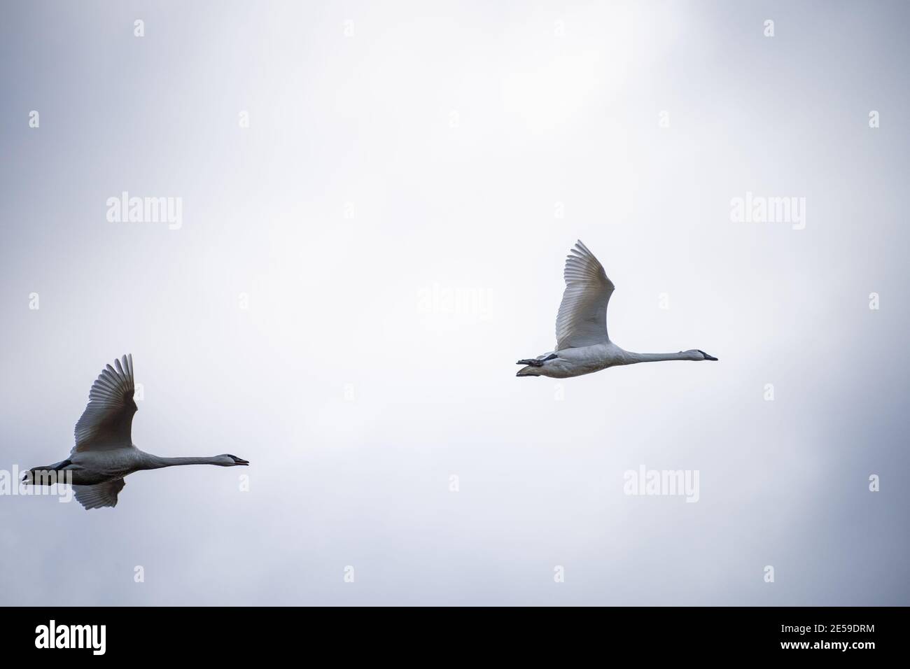 Il cigno trombettista (Cygnus buccinator) è una specie di cigno che si trova in Nord America. L'uccello vivente più pesante nativo del Nord America, è anche il grande Foto Stock