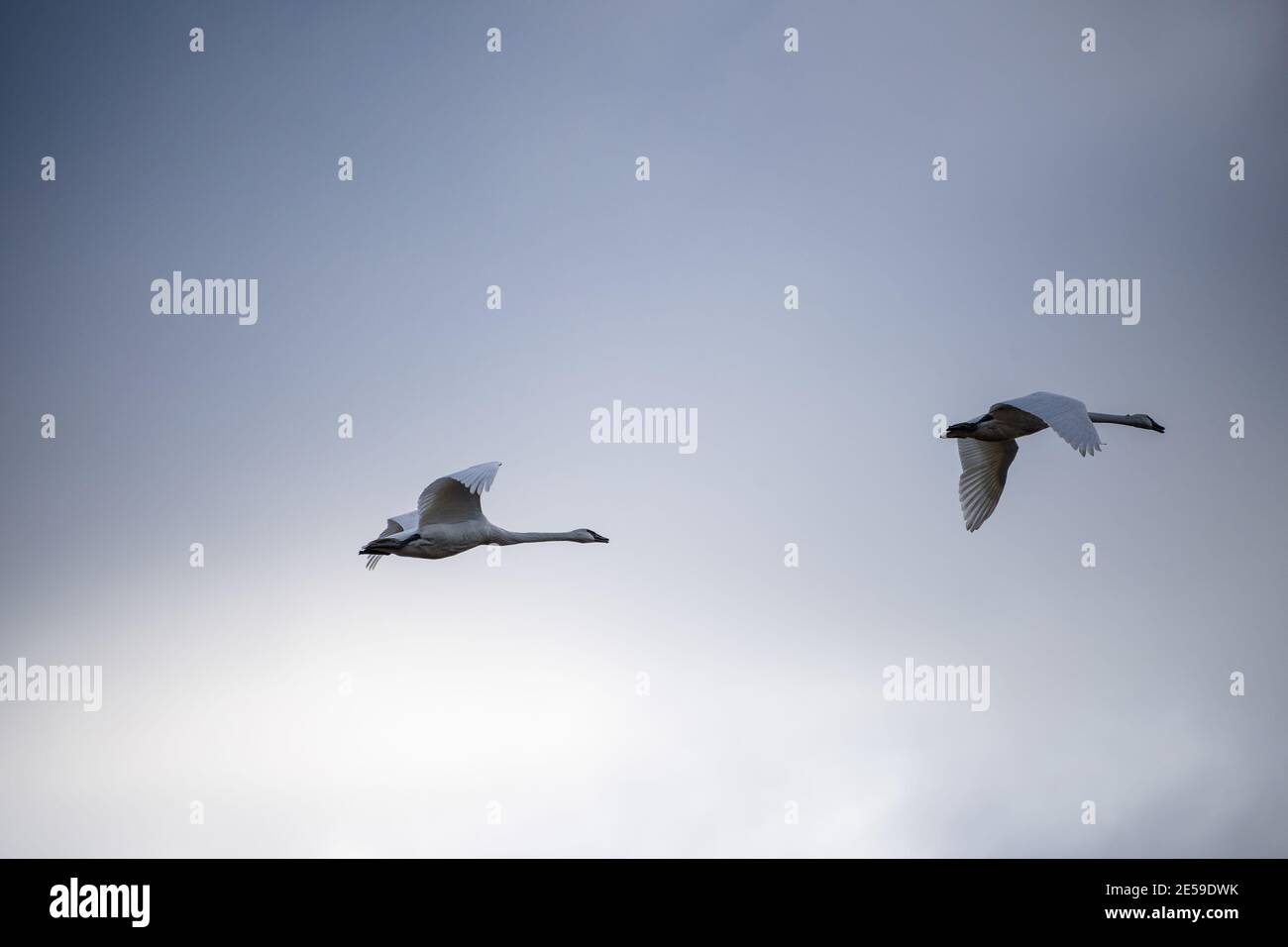 Il cigno trombettista (Cygnus buccinator) è una specie di cigno che si trova in Nord America. L'uccello vivente più pesante nativo del Nord America, è anche il grande Foto Stock