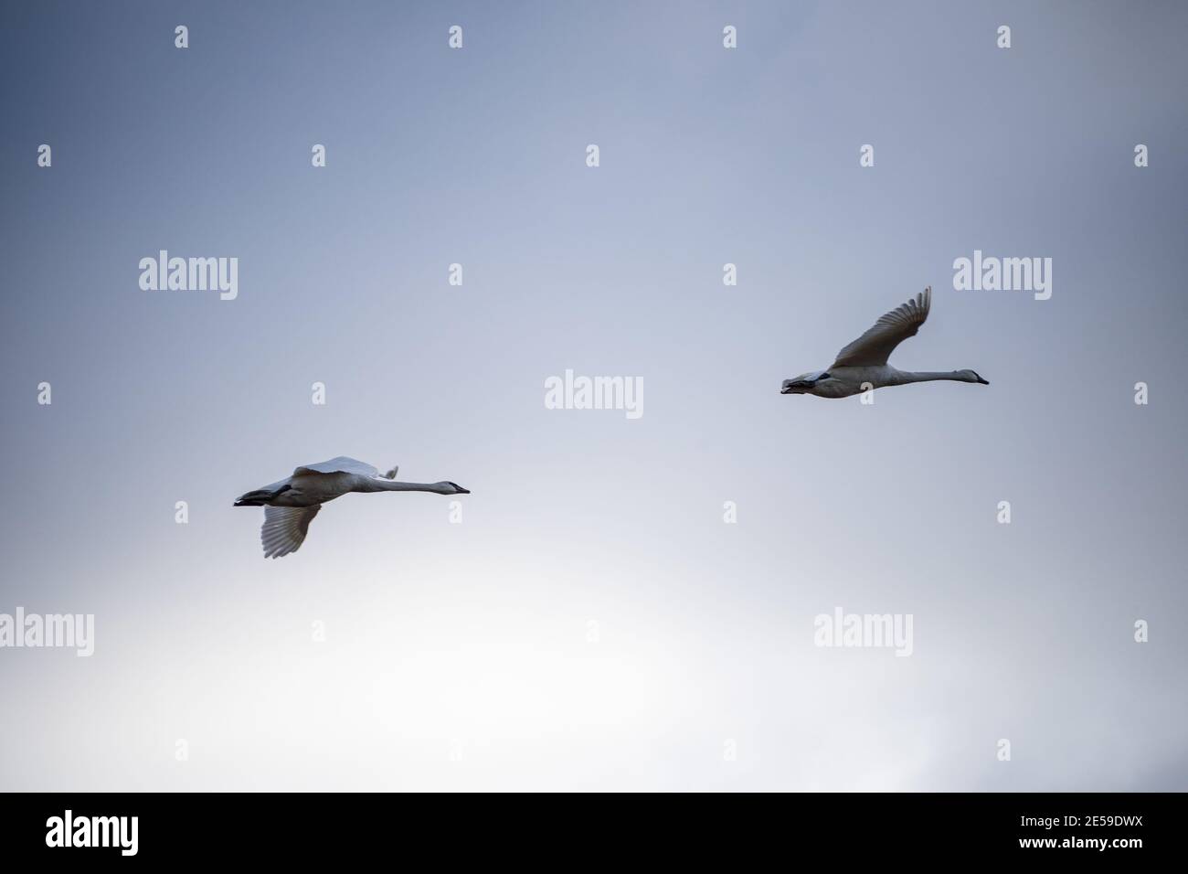 Il cigno trombettista (Cygnus buccinator) è una specie di cigno che si trova in Nord America. L'uccello vivente più pesante nativo del Nord America, è anche il grande Foto Stock