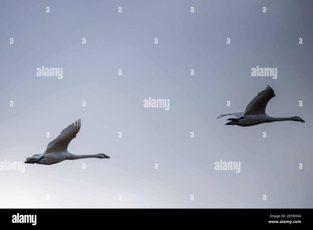 Il cigno trombettista (Cygnus buccinator) è una specie di cigno che si trova in Nord America. L'uccello vivente più pesante nativo del Nord America, è anche il grande Foto Stock