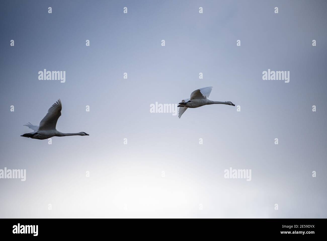 Il cigno trombettista (Cygnus buccinator) è una specie di cigno che si trova in Nord America. L'uccello vivente più pesante nativo del Nord America, è anche il grande Foto Stock