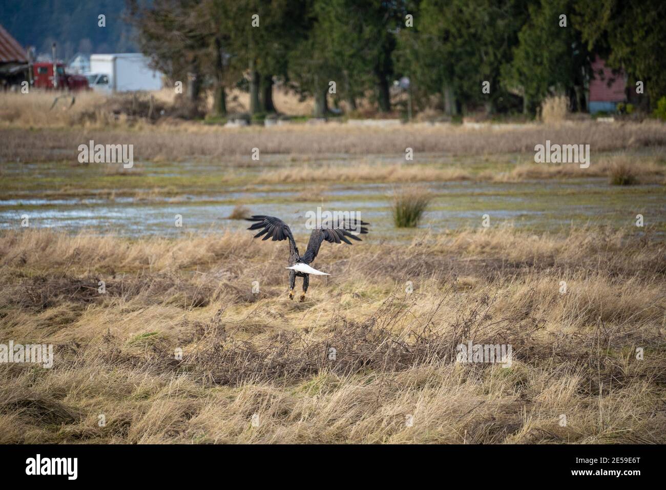 L'aquila calva (Haliaetus leucocefalo) è un uccello di preda trovato in Nord America. Si trova vicino a grandi corpi di acqua aperta con un abbondante cibo sup Foto Stock
