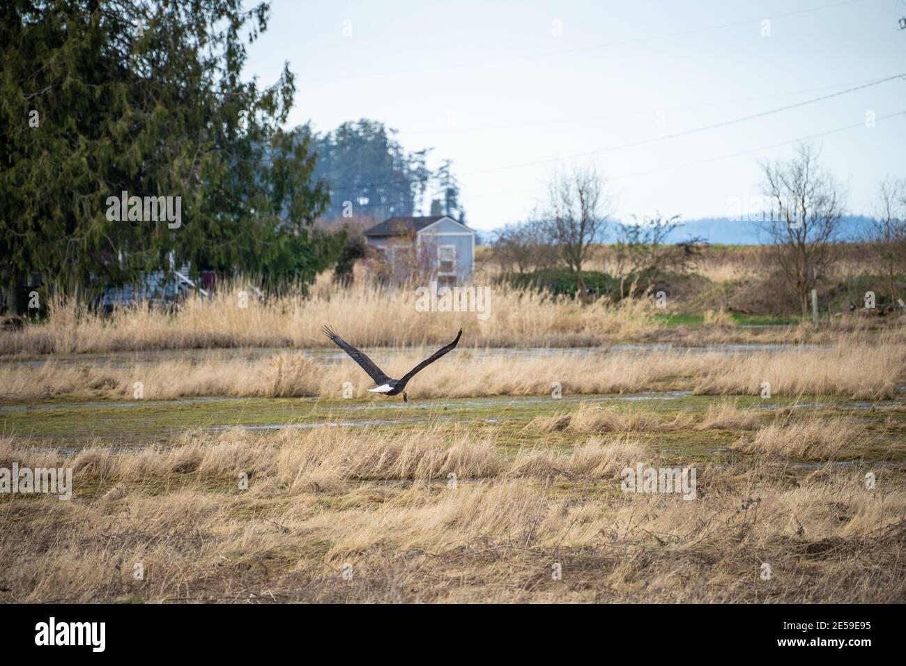 L'aquila calva (Haliaetus leucocefalo) è un uccello di preda trovato in Nord America. Si trova vicino a grandi corpi di acqua aperta con un abbondante cibo sup Foto Stock