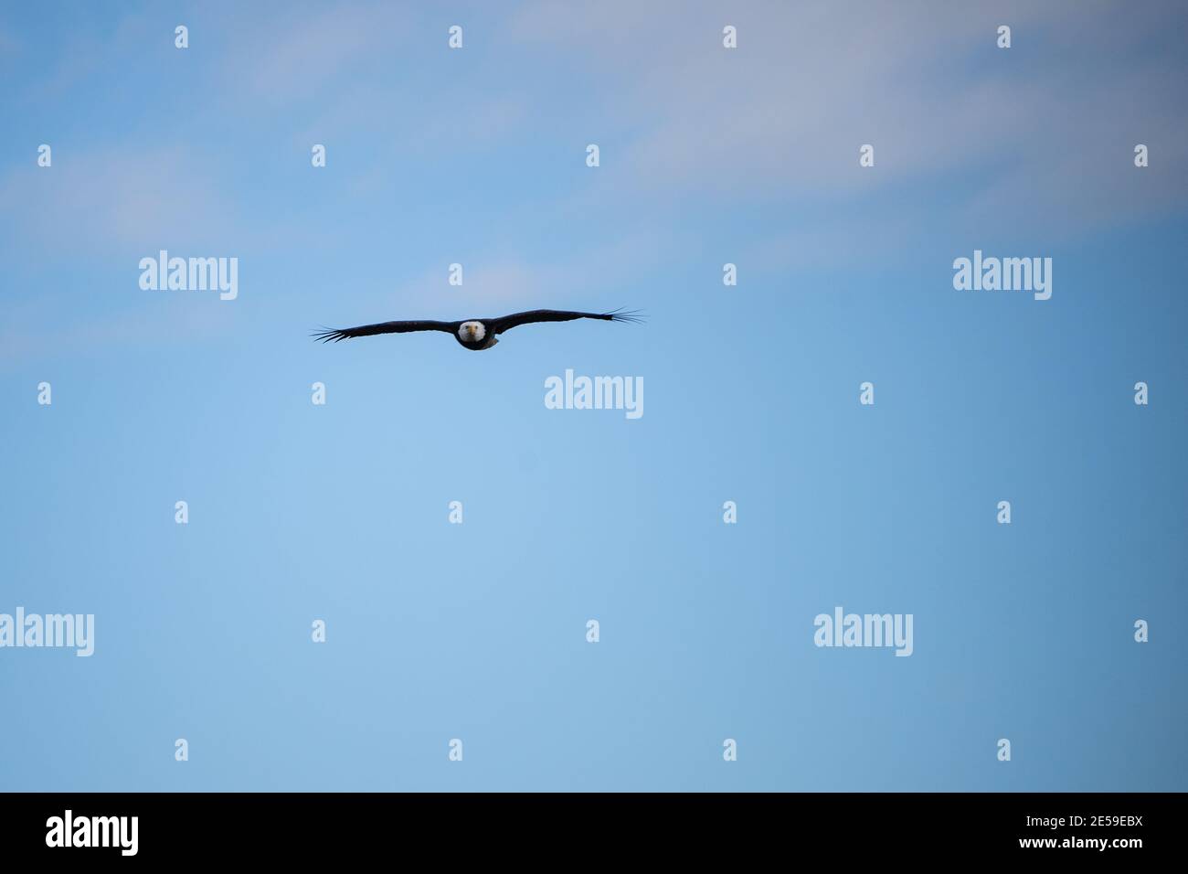 L'aquila calva (Haliaetus leucocefalo) è un uccello di preda trovato in Nord America. Si trova vicino a grandi corpi di acqua aperta con un abbondante cibo sup Foto Stock