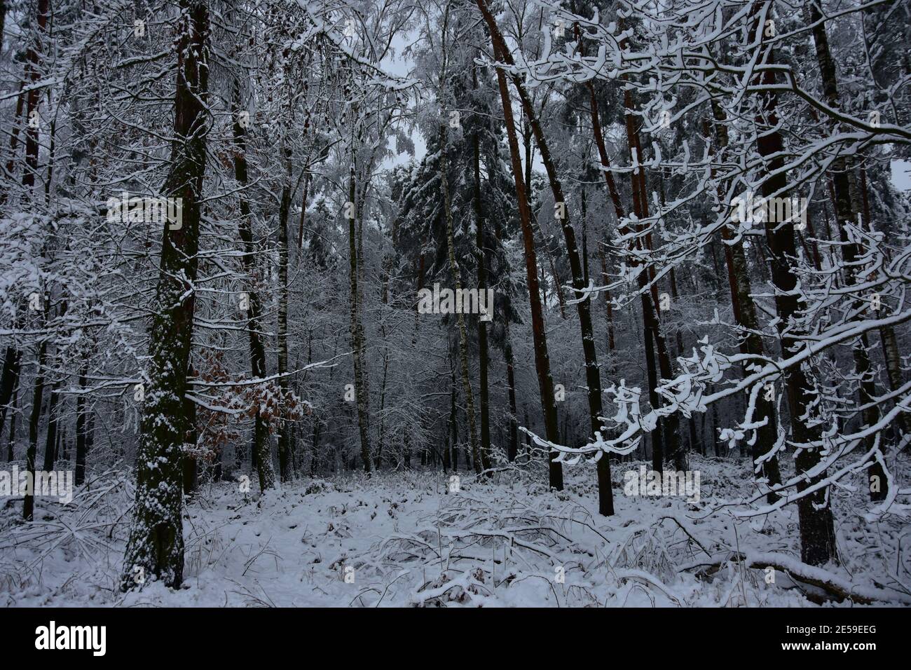 Paesaggio invernale, foresta in un cappotto bianco d'inverno al mattino. Foto Stock