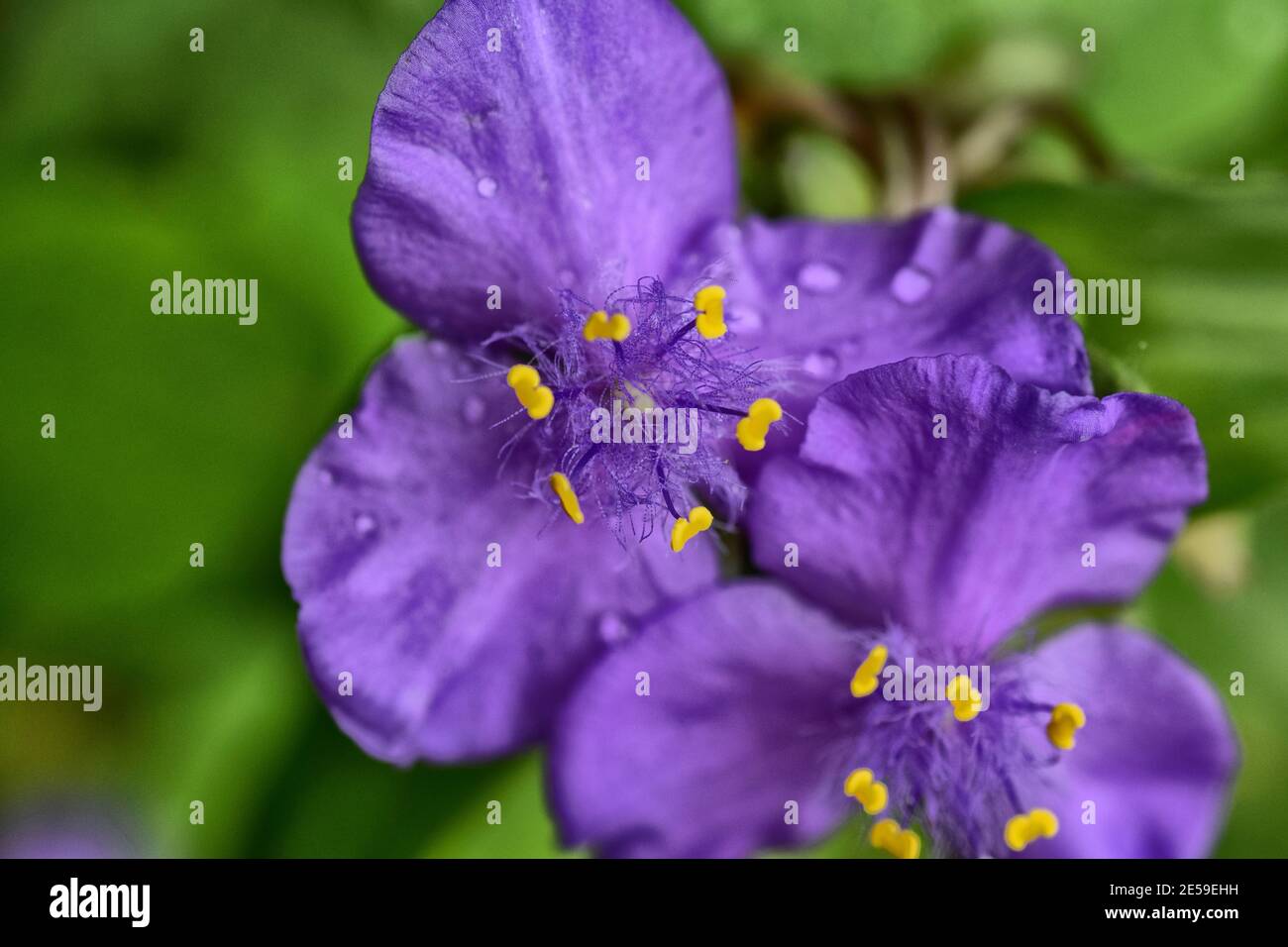 virginia spiderwort Foto Stock