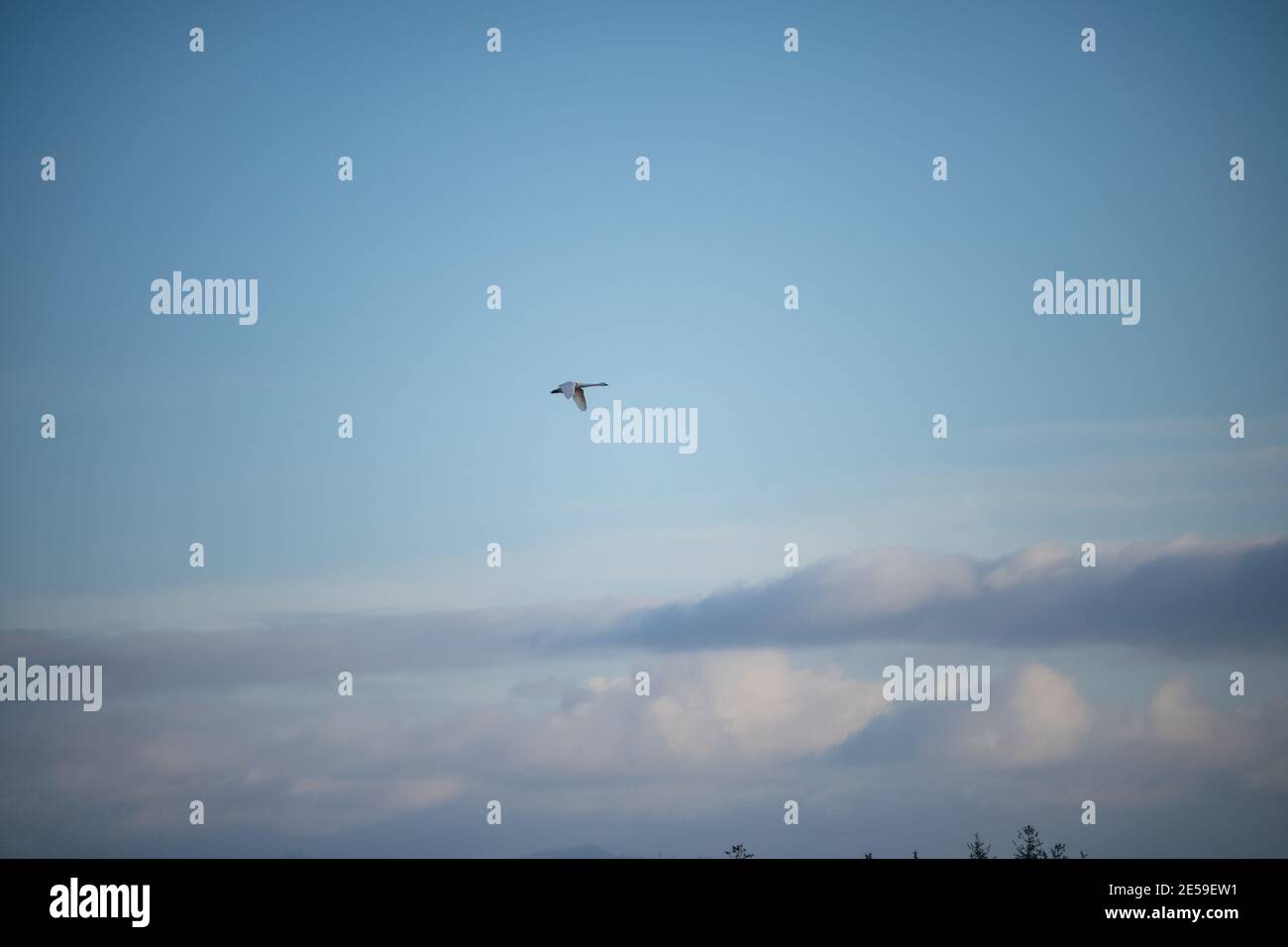 Il cigno trombettista (Cygnus buccinator) è una specie di cigno che si trova in Nord America. L'uccello vivente più pesante nativo del Nord America, è anche il grande Foto Stock