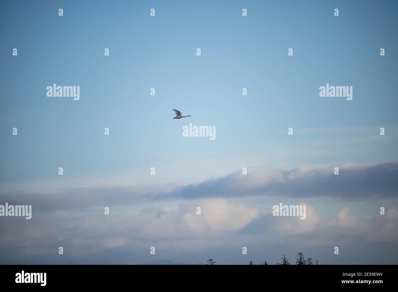Il cigno trombettista (Cygnus buccinator) è una specie di cigno che si trova in Nord America. L'uccello vivente più pesante nativo del Nord America, è anche il grande Foto Stock