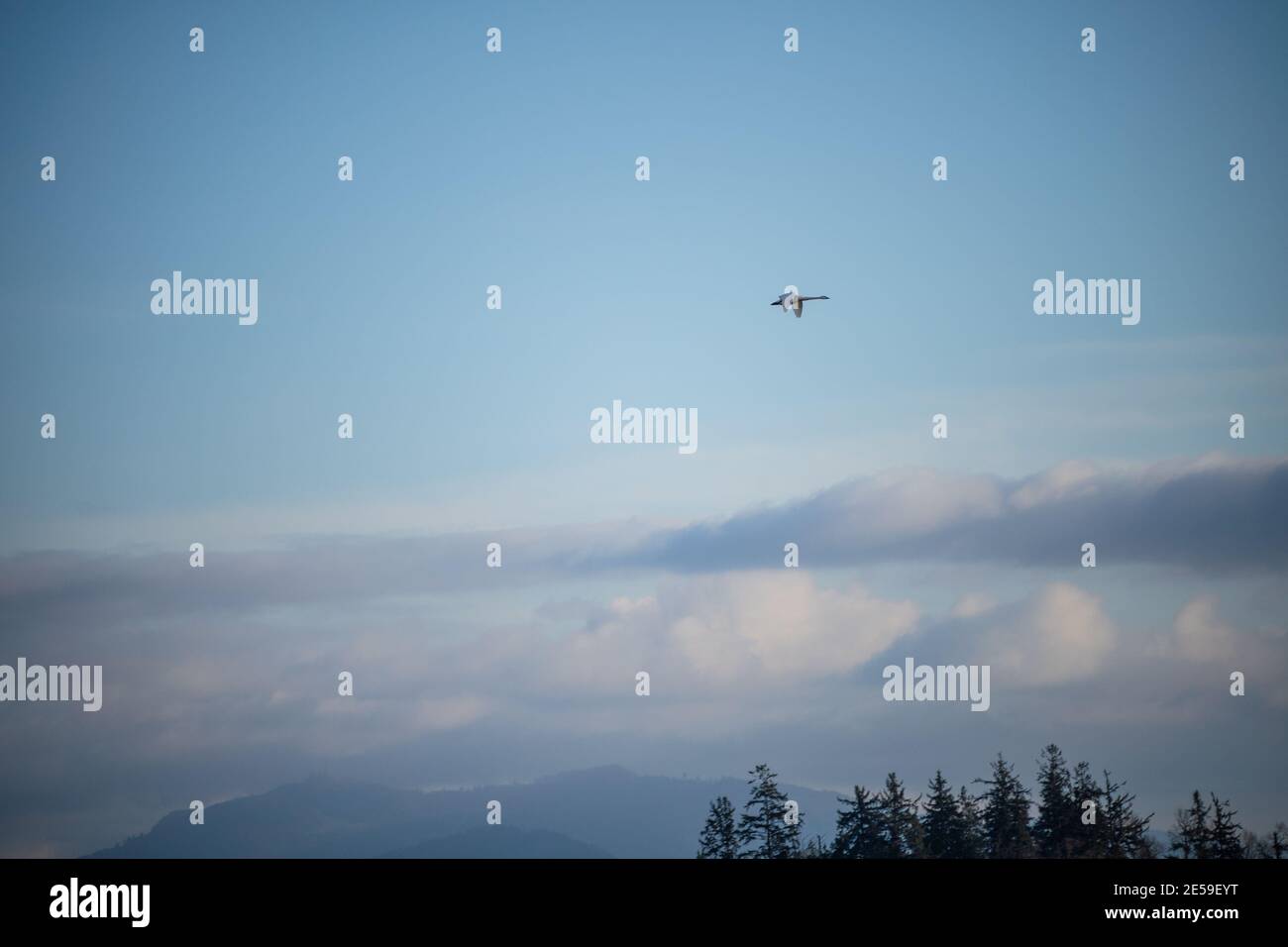Il cigno trombettista (Cygnus buccinator) è una specie di cigno che si trova in Nord America. L'uccello vivente più pesante nativo del Nord America, è anche il grande Foto Stock