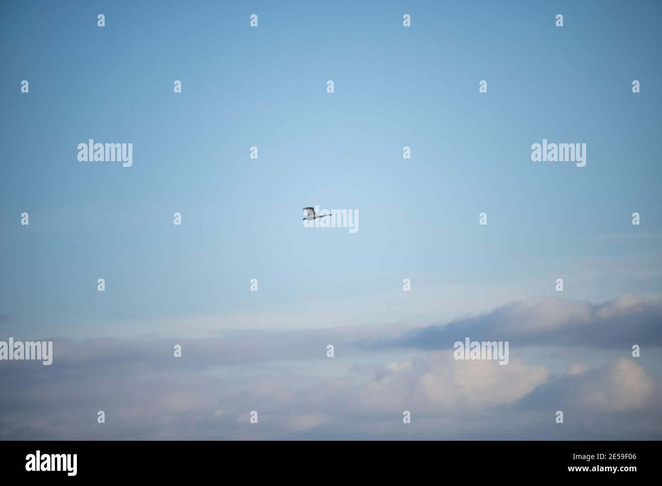 Il cigno trombettista (Cygnus buccinator) è una specie di cigno che si trova in Nord America. L'uccello vivente più pesante nativo del Nord America, è anche il grande Foto Stock