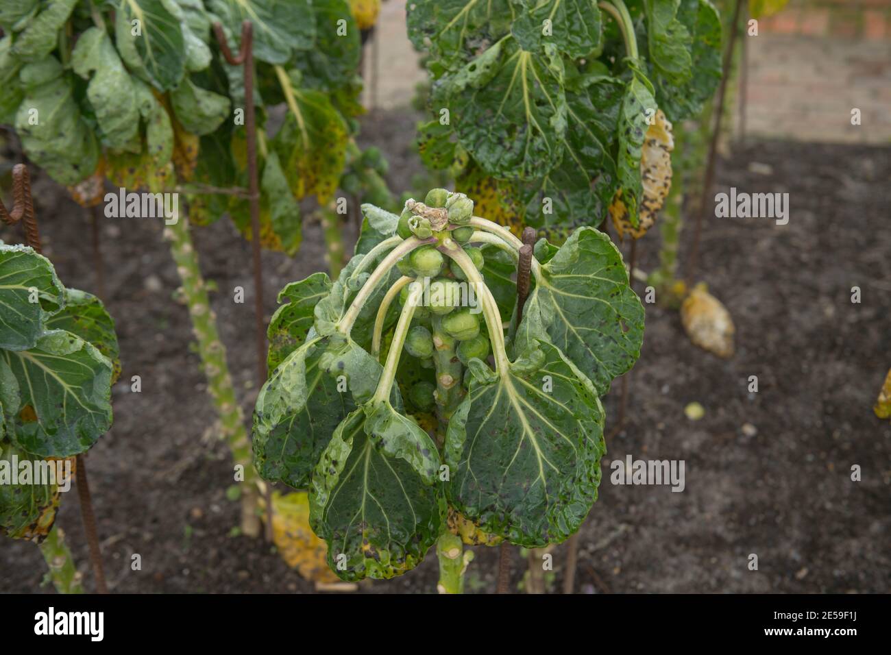 Gelo invernale sulle gemme commestibili di una casa cresciuta Impianto biologico di germogli di Bruxelles (Brassica oleracea "Gemmifera") Coltivare in un giardino vegetale in Devon Foto Stock