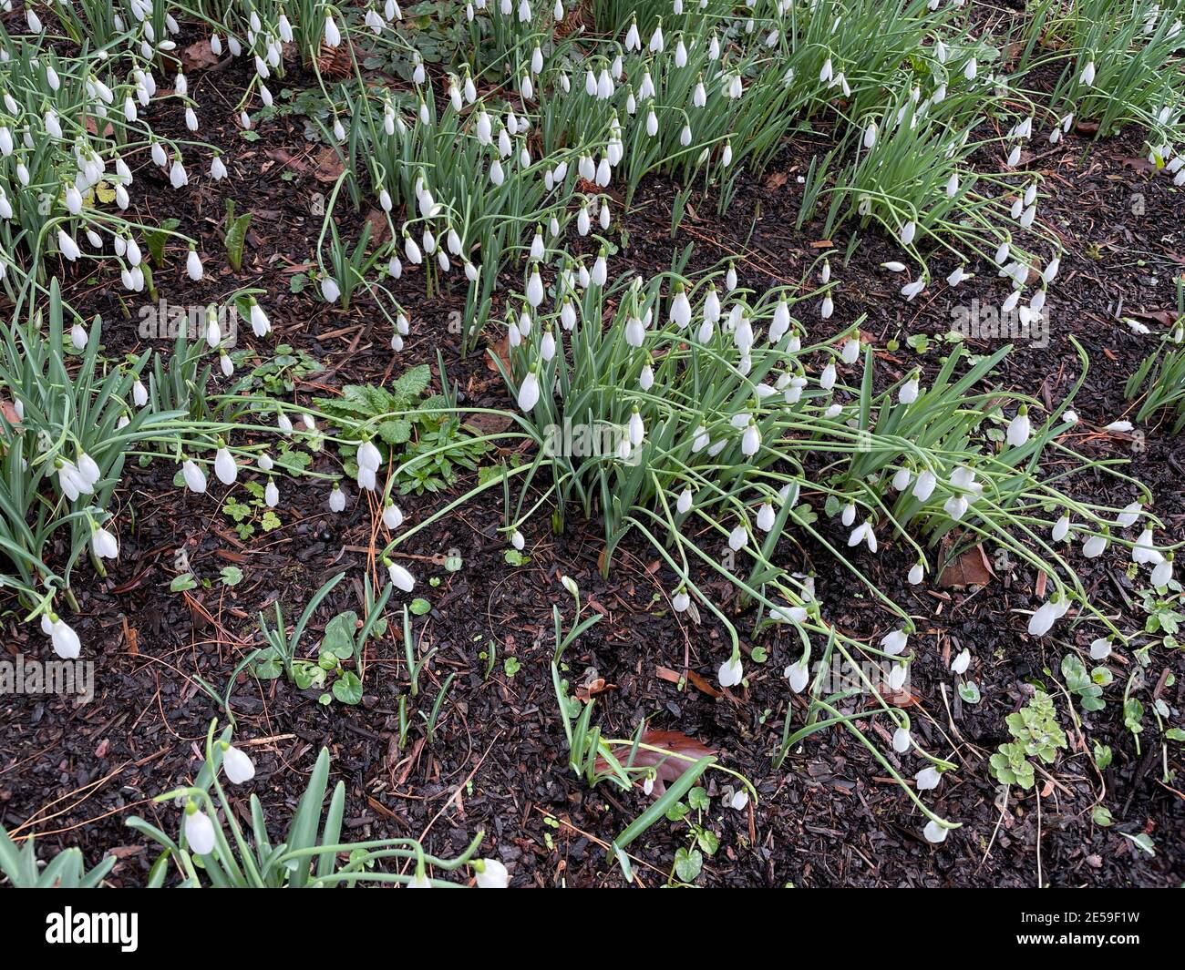 Gruppo di fiori invernali Snowdrops bianchi luminosi (Galanthus attkinsii) che crescono in un Giardino di Bosco in Devon Rurale, Inghilterra, Regno Unito Foto Stock
