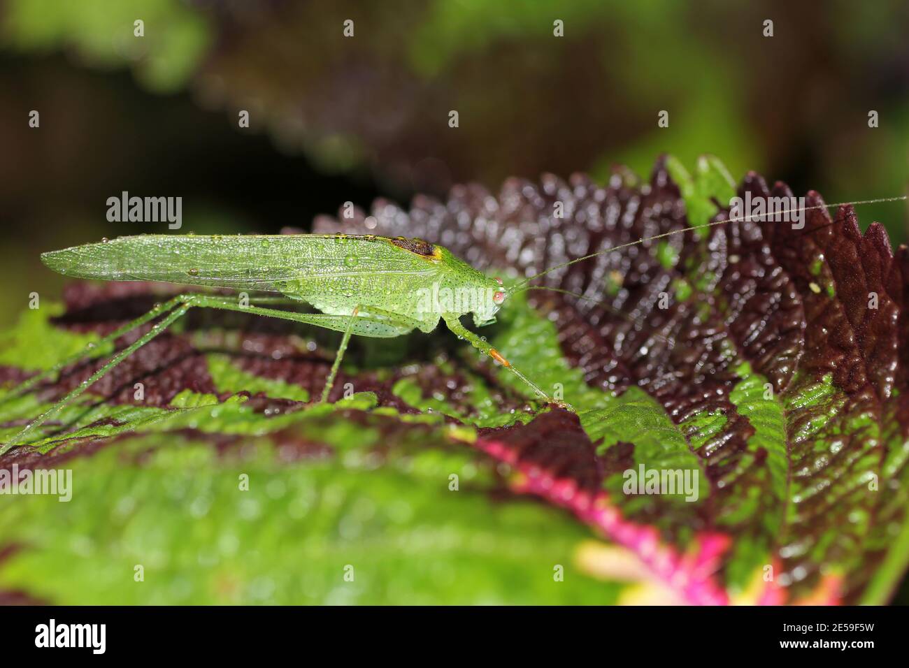 Uno Sri Lanka Bush Cricket fotografato di notte Foto Stock