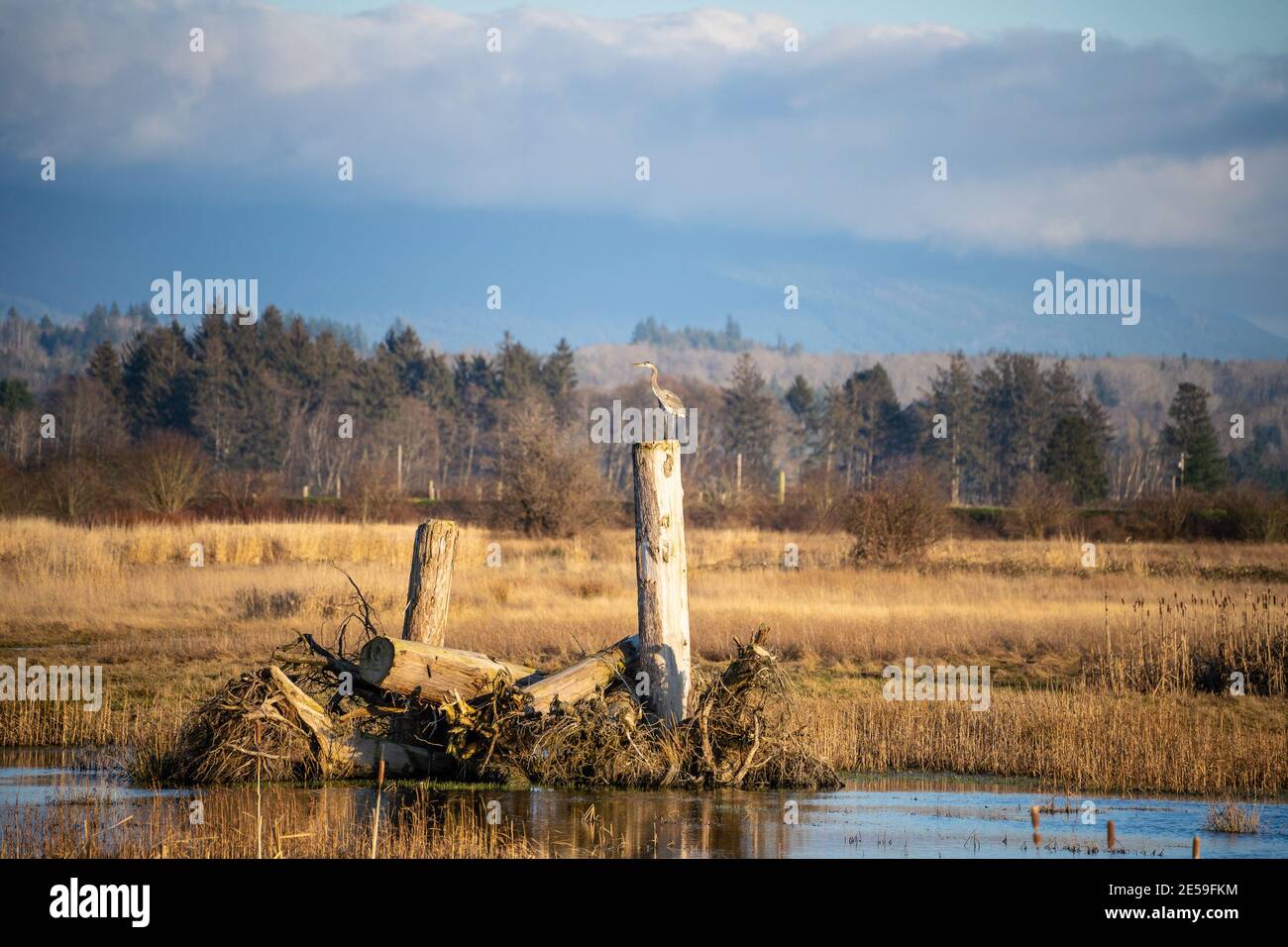 Il grande airone blu (Ardea herodias) è un uccello della famiglia degli aironi Ardeidae, comune vicino alle rive di acque aperte e nelle zone umide più Foto Stock