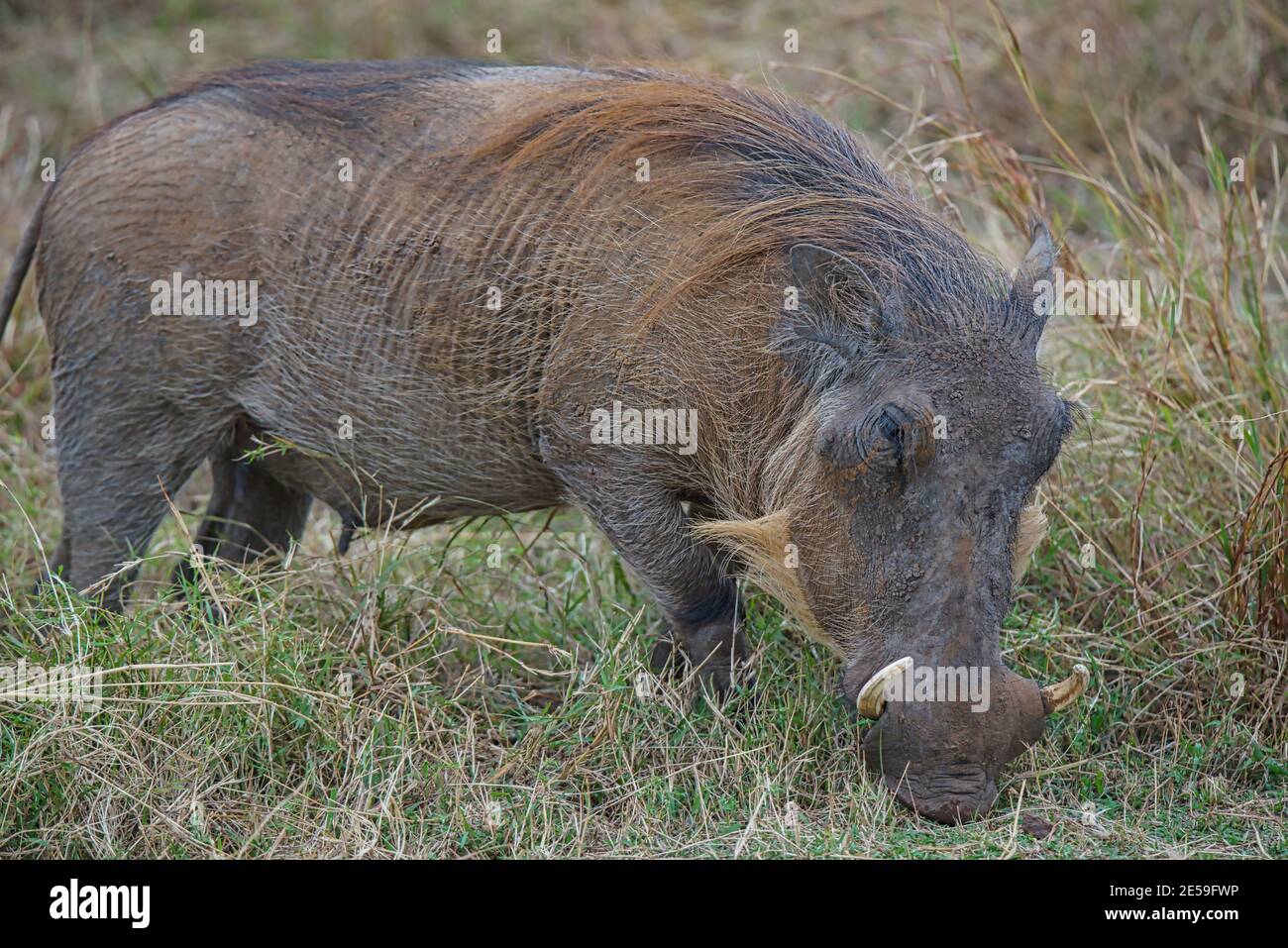 Il warthog (Phacochoerus africanus) gioca sull'erba. Ha due angolini affilati. Un gran numero di animali migrano alla Masai Mara National Wildlife R. Foto Stock