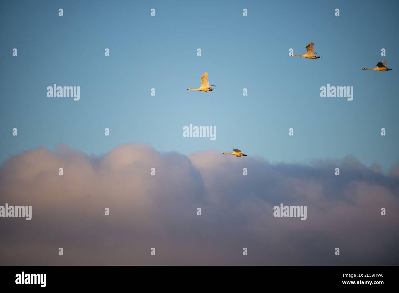 Il cigno trombettista (Cygnus buccinator) è una specie di cigno che si trova in Nord America. L'uccello vivente più pesante nativo del Nord America Foto Stock