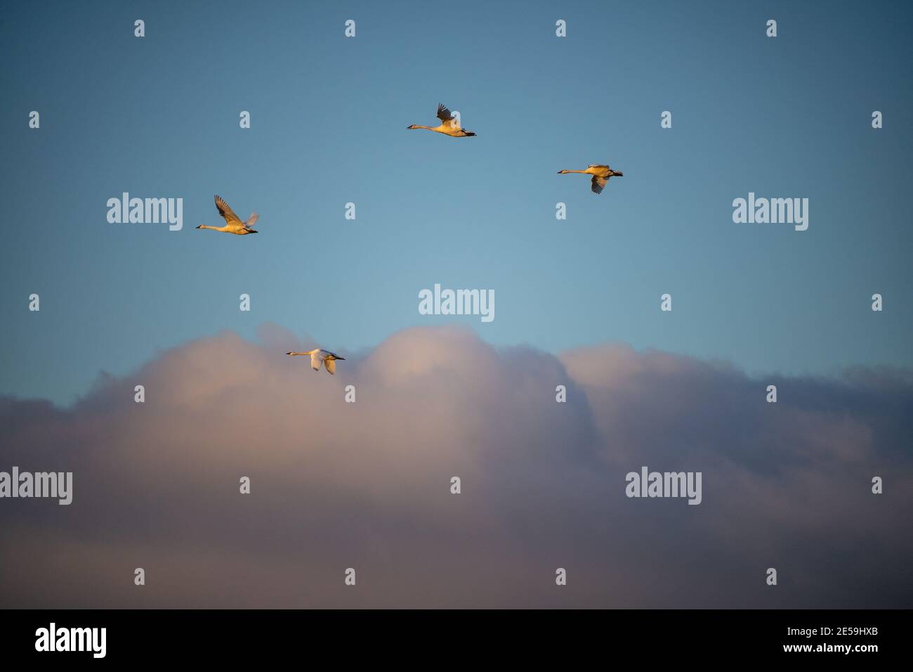 Il cigno trombettista (Cygnus buccinator) è una specie di cigno che si trova in Nord America. L'uccello vivente più pesante nativo del Nord America Foto Stock