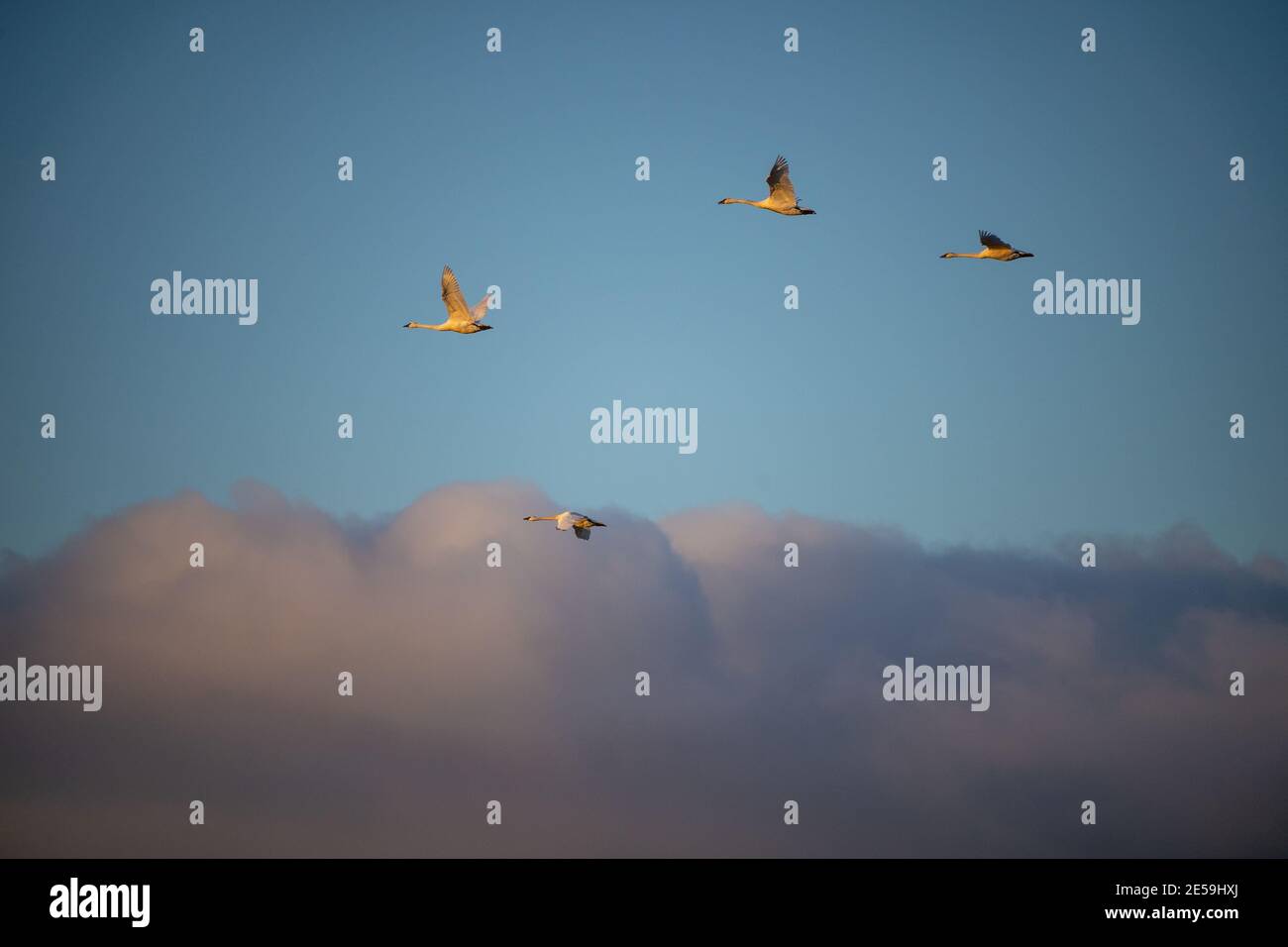 Il cigno trombettista (Cygnus buccinator) è una specie di cigno che si trova in Nord America. L'uccello vivente più pesante nativo del Nord America Foto Stock