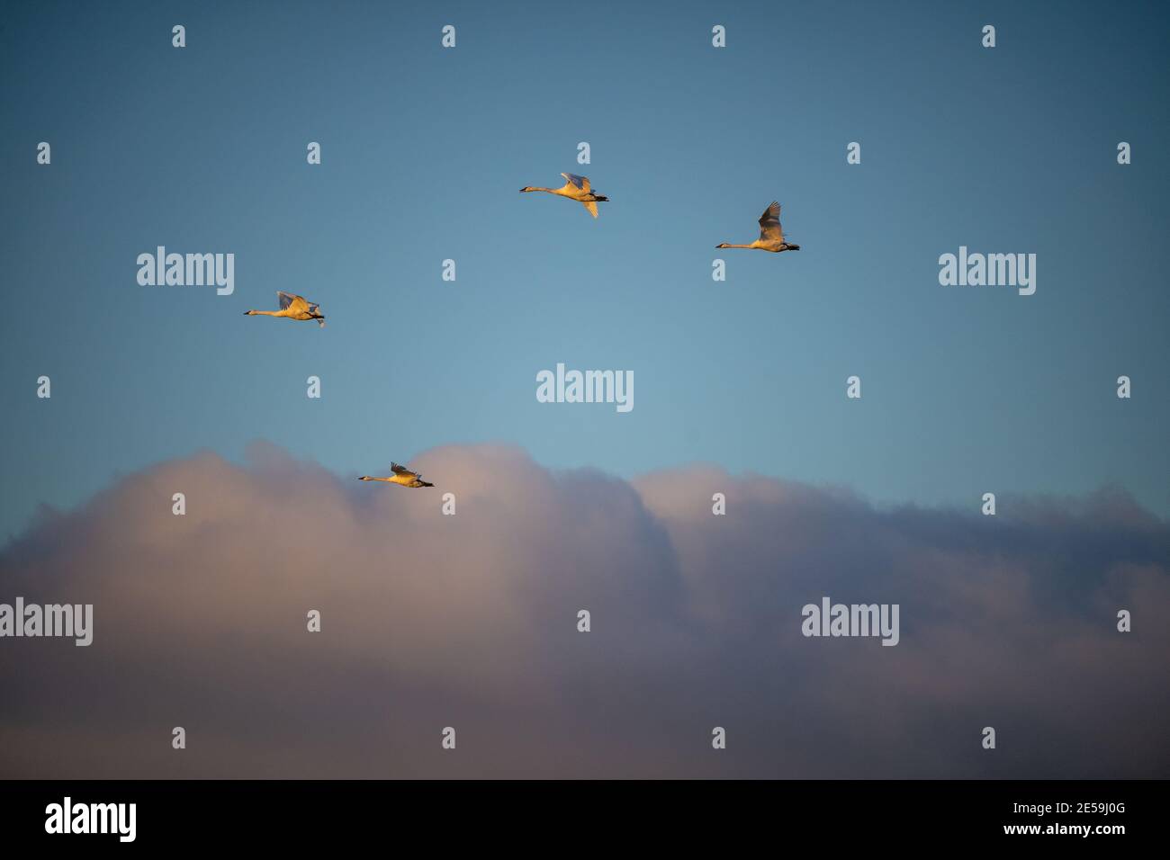 Il cigno trombettista (Cygnus buccinator) è una specie di cigno che si trova in Nord America. L'uccello vivente più pesante nativo del Nord America Foto Stock