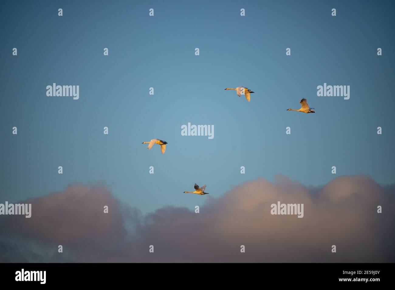 Il cigno trombettista (Cygnus buccinator) è una specie di cigno che si trova in Nord America. L'uccello vivente più pesante nativo del Nord America Foto Stock