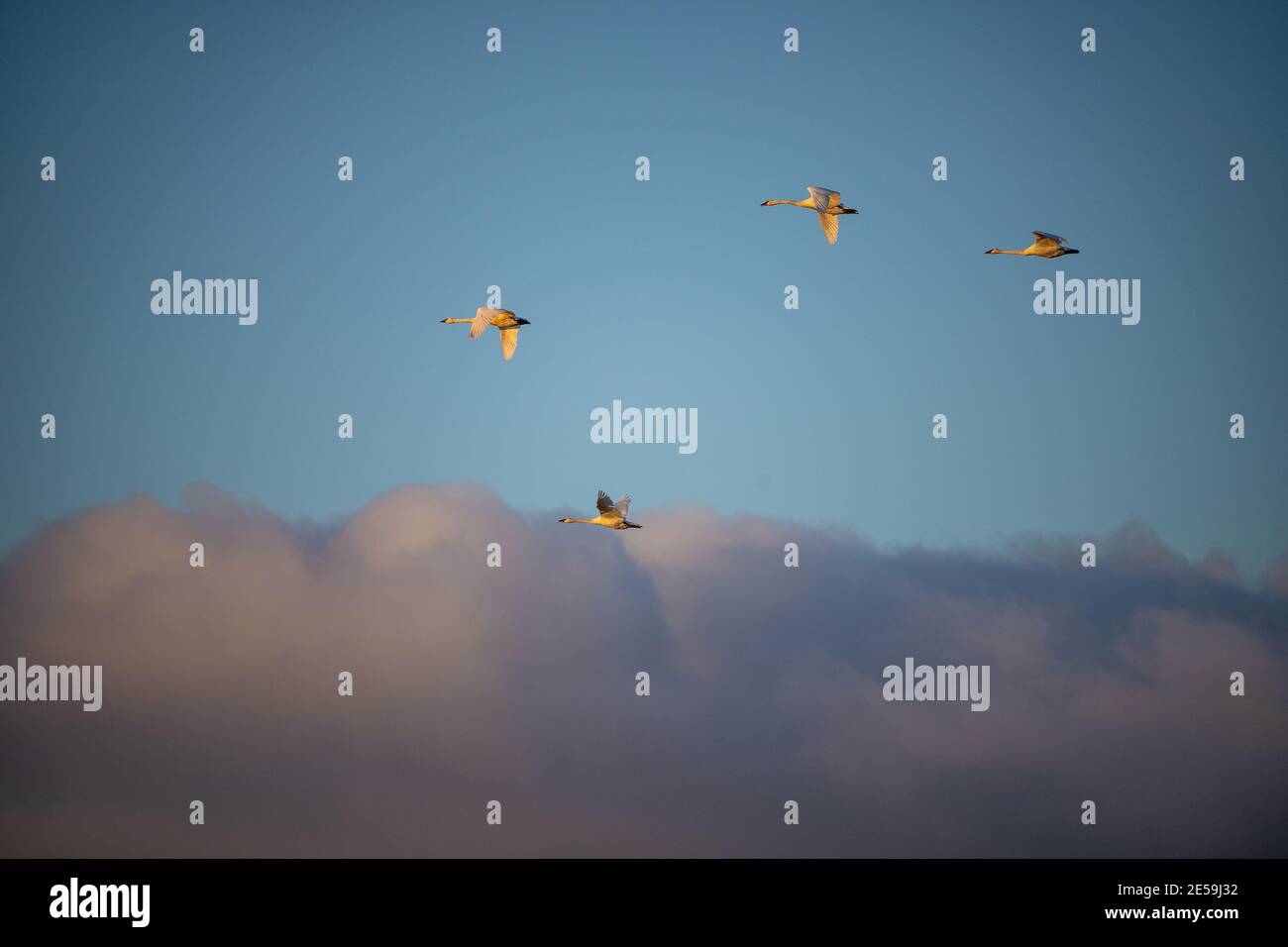 Il cigno trombettista (Cygnus buccinator) è una specie di cigno che si trova in Nord America. L'uccello vivente più pesante nativo del Nord America Foto Stock