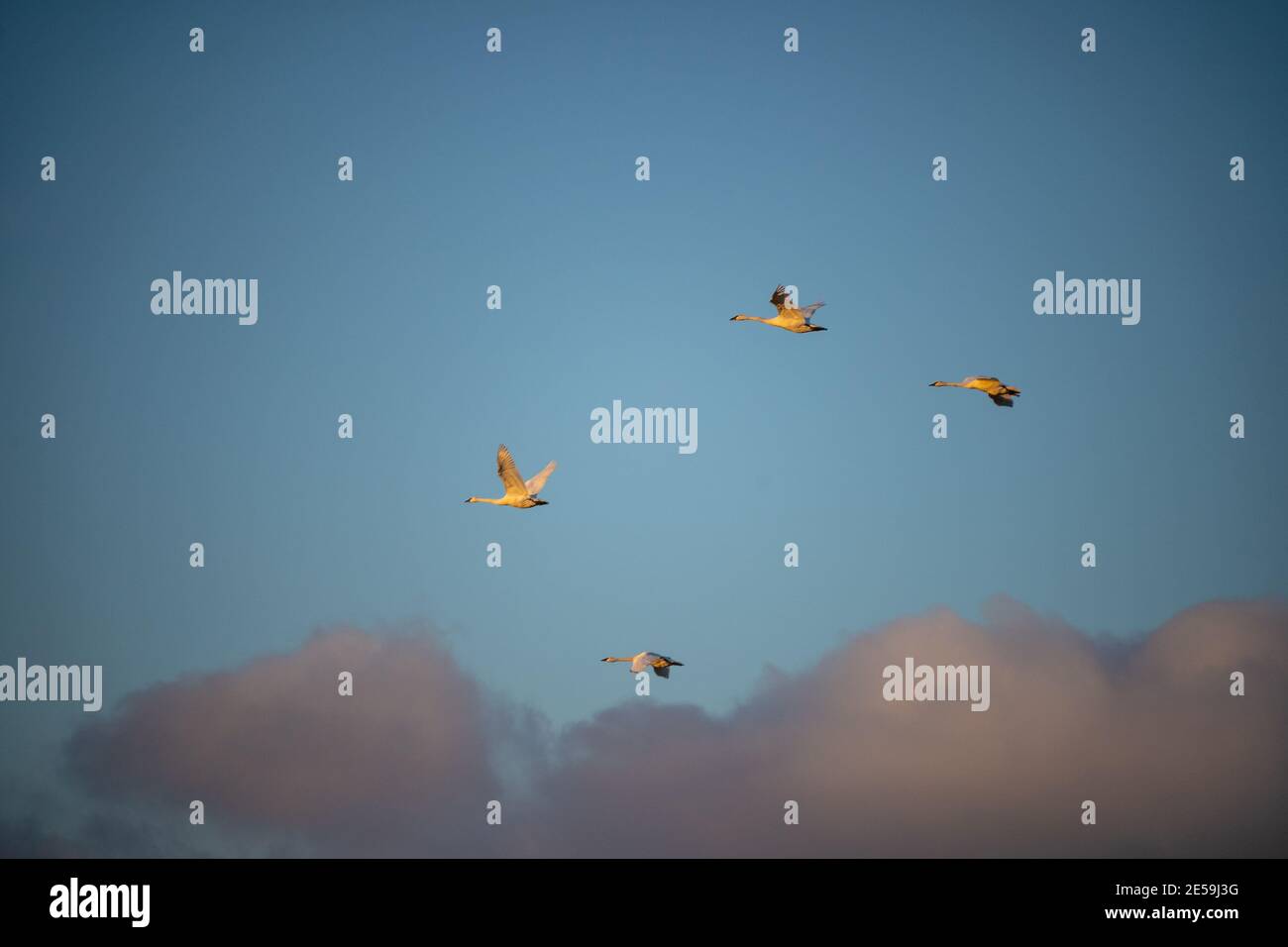 Il cigno trombettista (Cygnus buccinator) è una specie di cigno che si trova in Nord America. L'uccello vivente più pesante nativo del Nord America Foto Stock