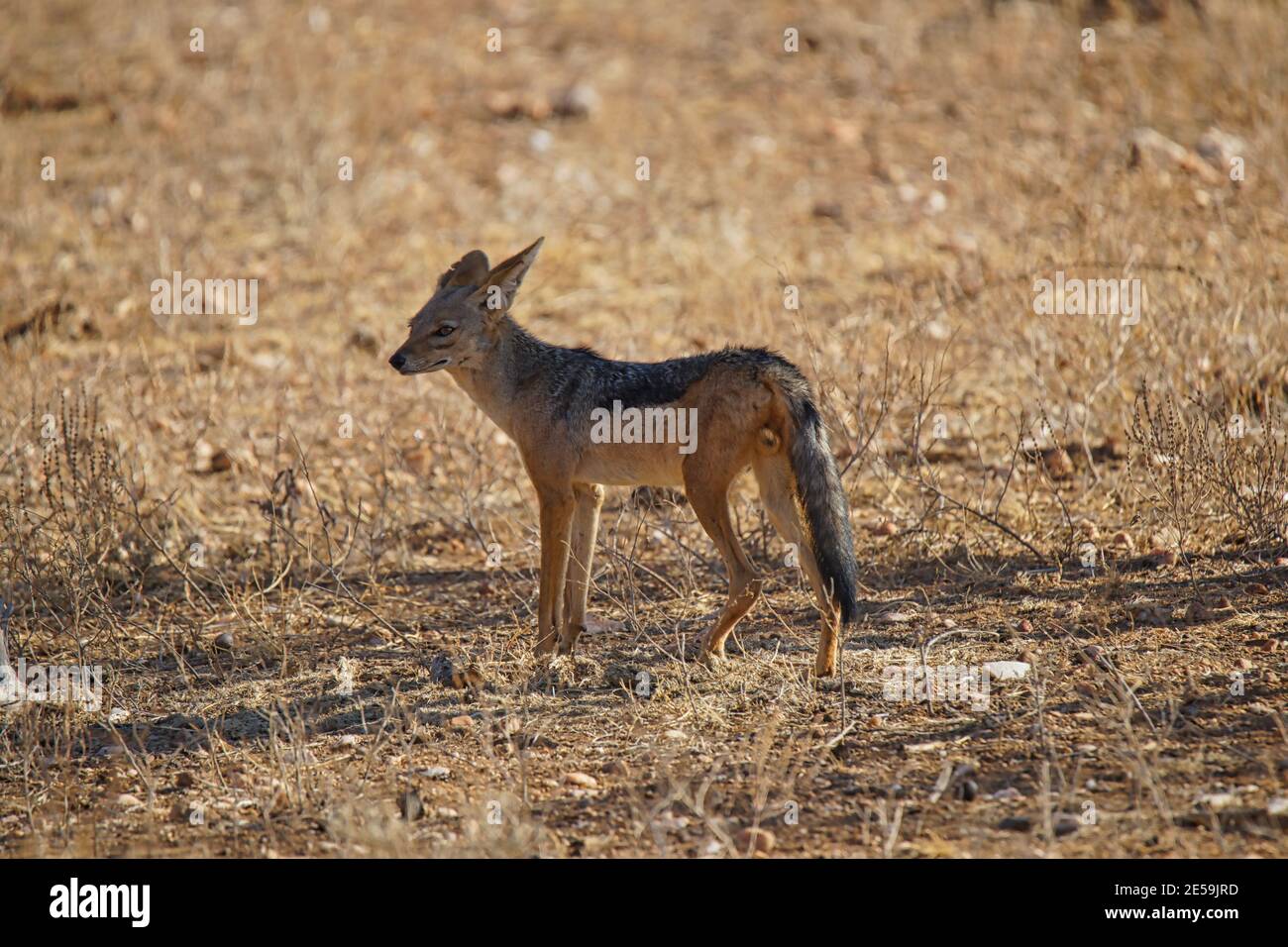 Un Jackal Black Backed è in piedi sull'hayfield. Si fissa in lontananza. Un gran numero di animali migrano alla Masai Mara National Wildlife R. Foto Stock