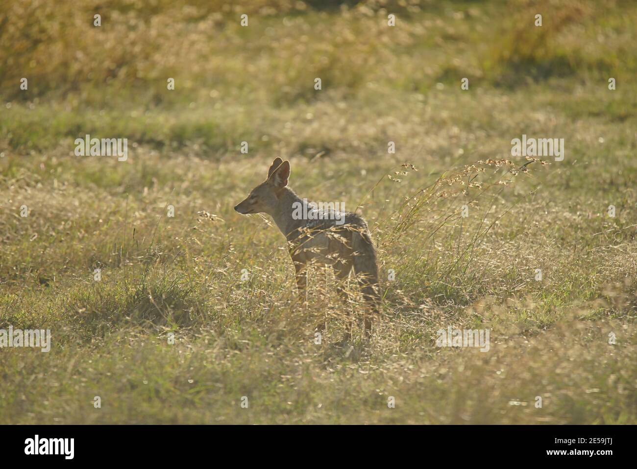 Un Jackal Black-backed è in piedi sull'erba verde. Fissando in lontananza. Un gran numero di animali migrano alla Masai Mara National Wildlife Foto Stock