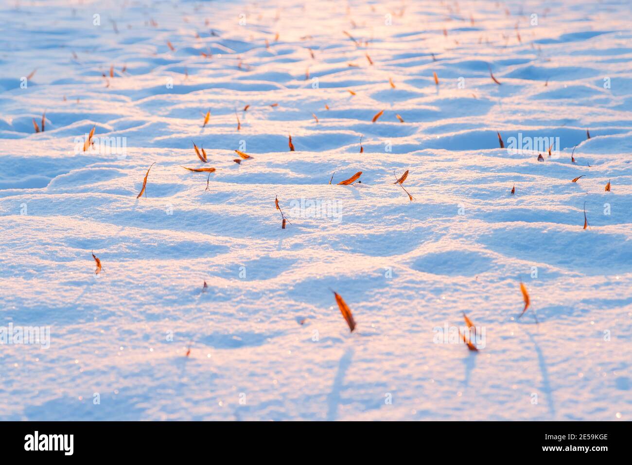 Semi astratti di acero sulla neve in una giornata di sole. Neve dolce sfondo di montagna. Foto Stock