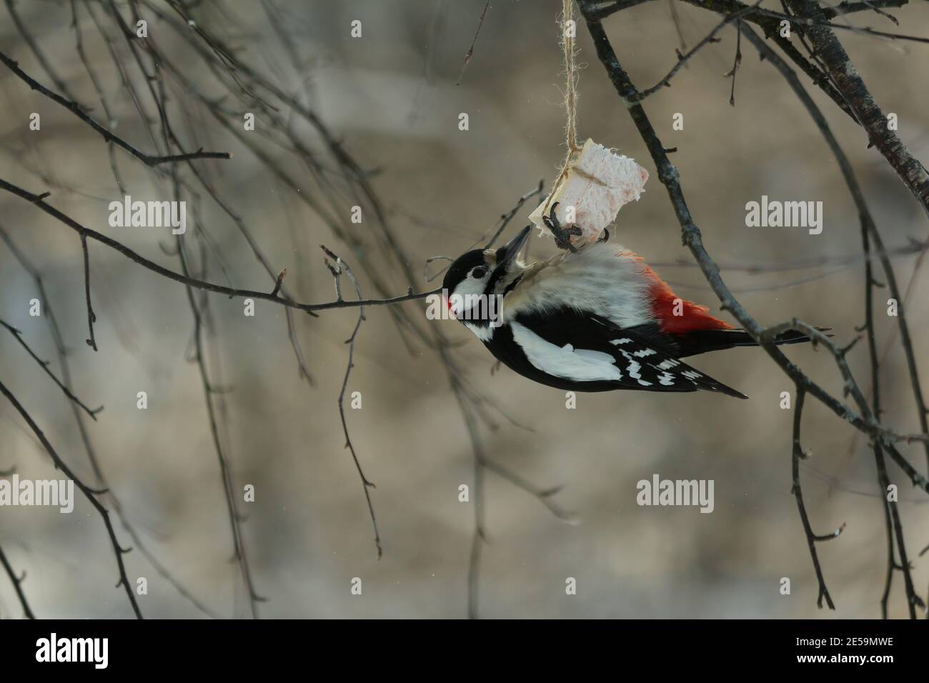 Dendrocopos Major, Great Spotted Woodpecker, Buntspecht. Il picchio bianco e nero con il cappuccio rosso e la coda rossa pende da un pezzo di pancetta e lo mangia Foto Stock