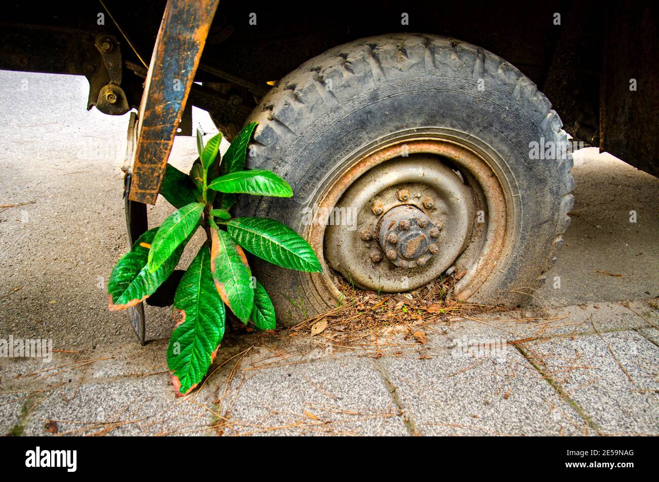 pianta aggrappata alla vita tra pietra, cemento e ruota, la lotta della vita e di esistere Foto Stock