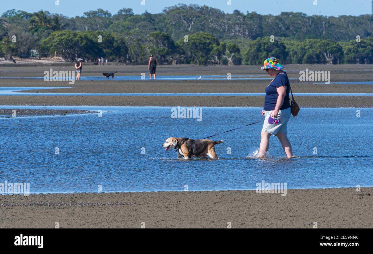Donna che cammina un cane sulla spiaggia a bassa marea a Beachmere, Queensland, QLD, Australia Foto Stock