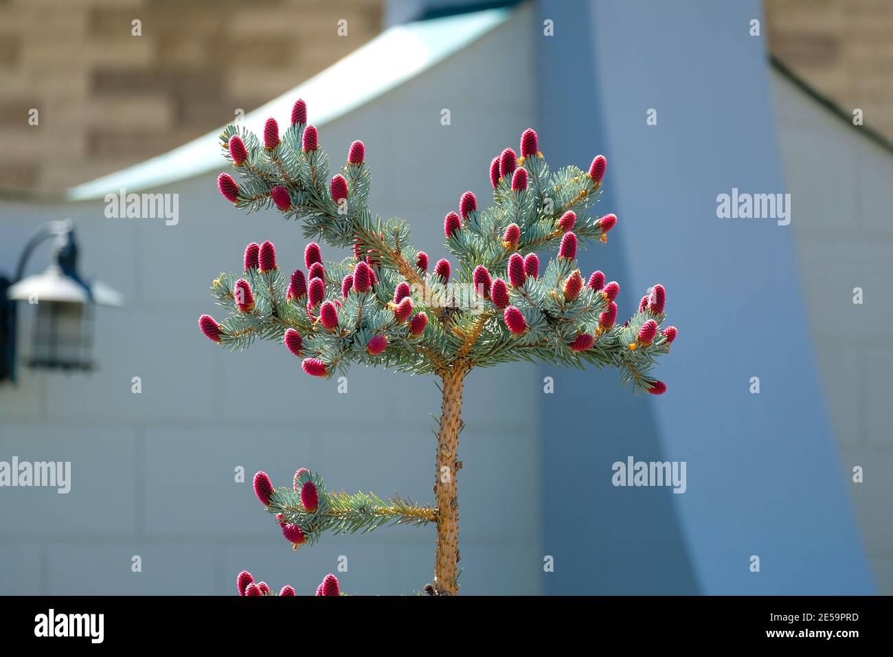 Abete blu con insoliti coni rosa in primavera. Sullo sfondo della casa, la stagione è primavera. Foto Stock