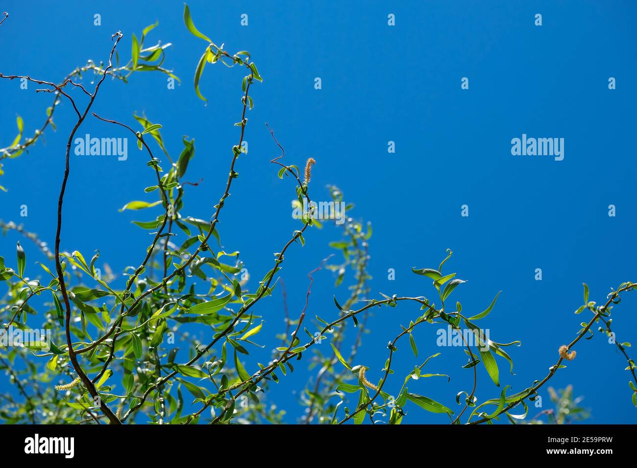 Willow si dirama contro il cielo blu. Rami viventi torcenti verdi. Foto Stock