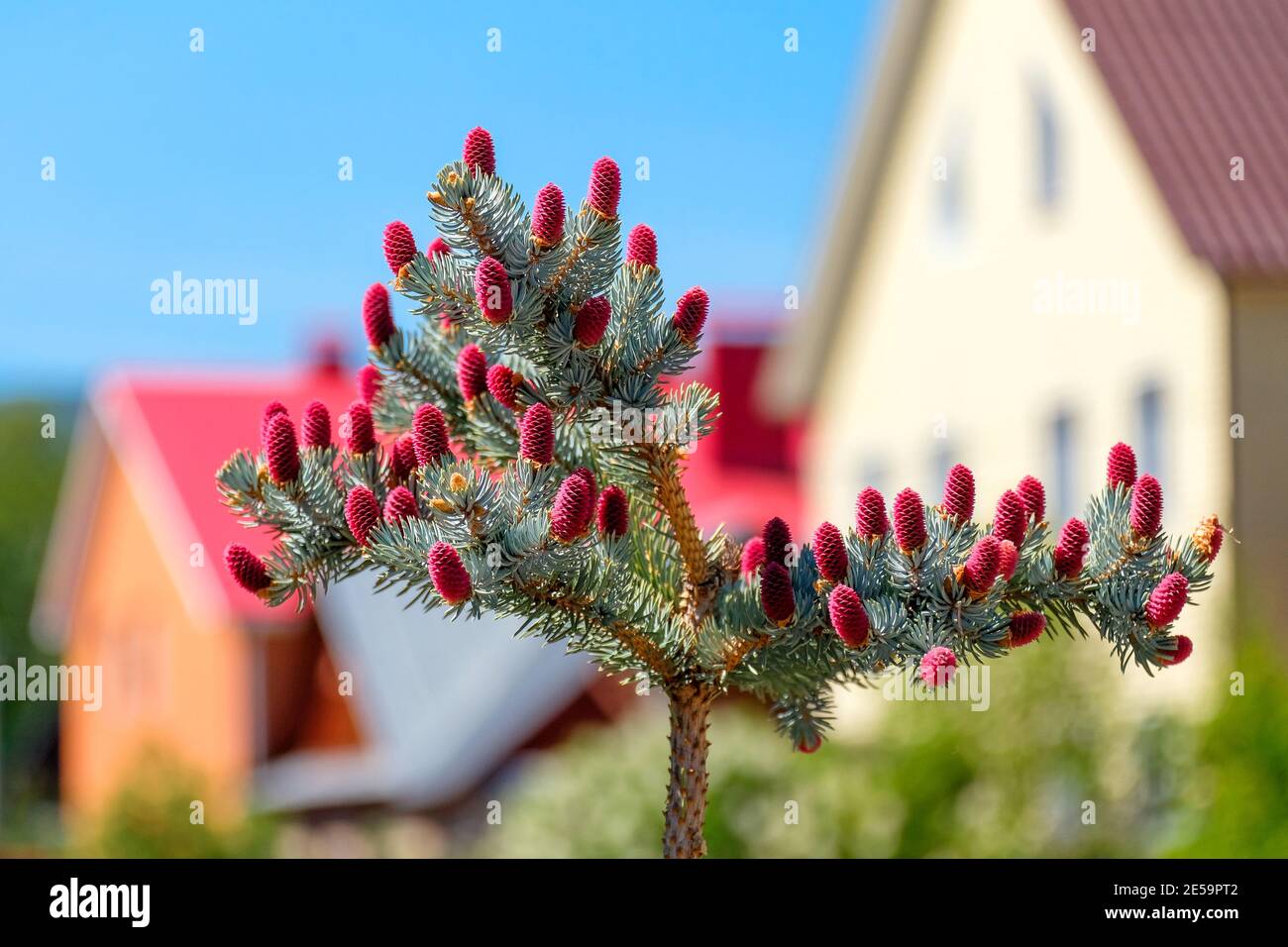 Abete rosso blu con coni rossi sullo sfondo di case sfocate. Foto Stock