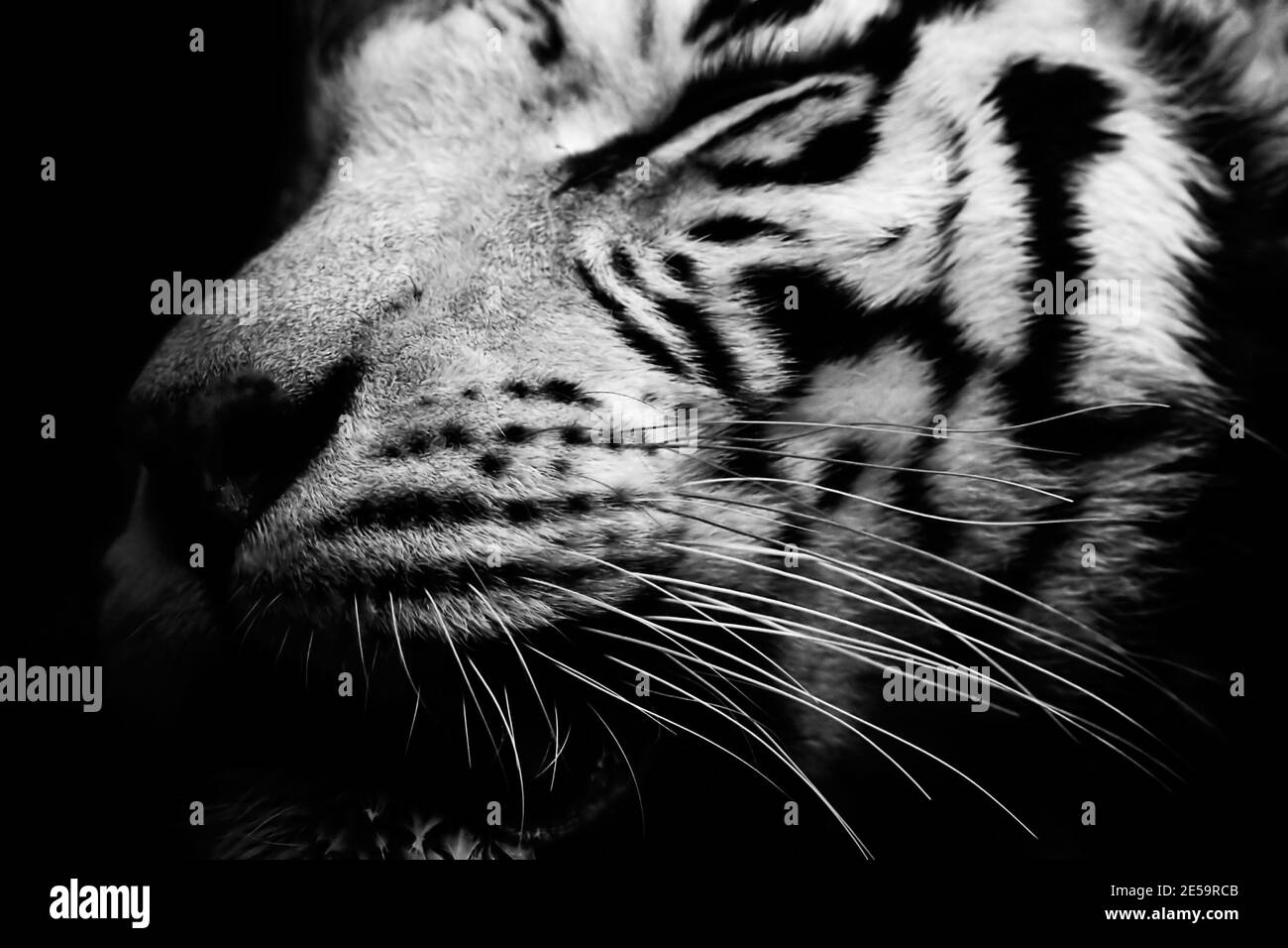 La testa tigre in un buio. Bianco e nero. Foto Stock