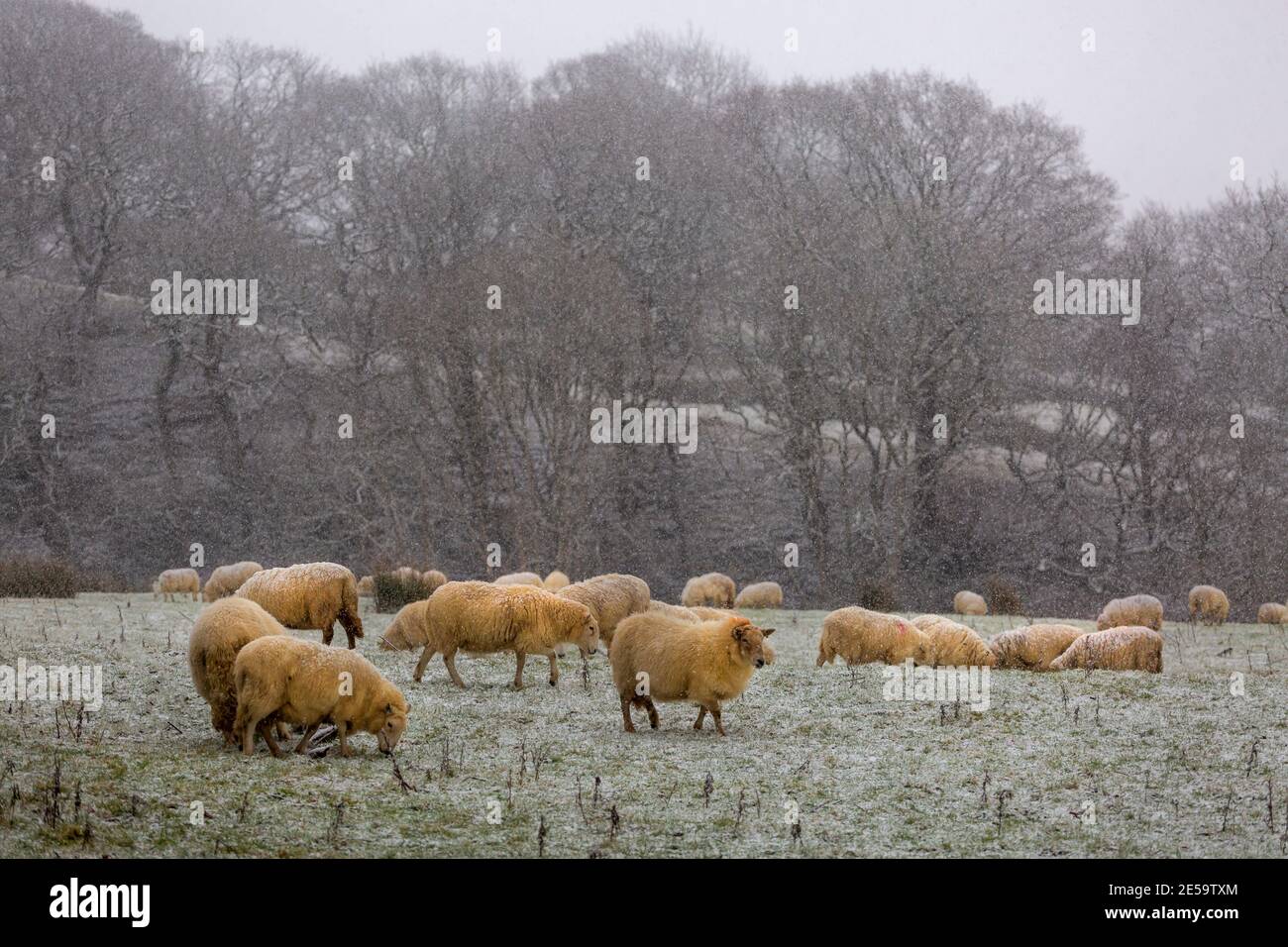 Un gregge di pecore Foto Stock