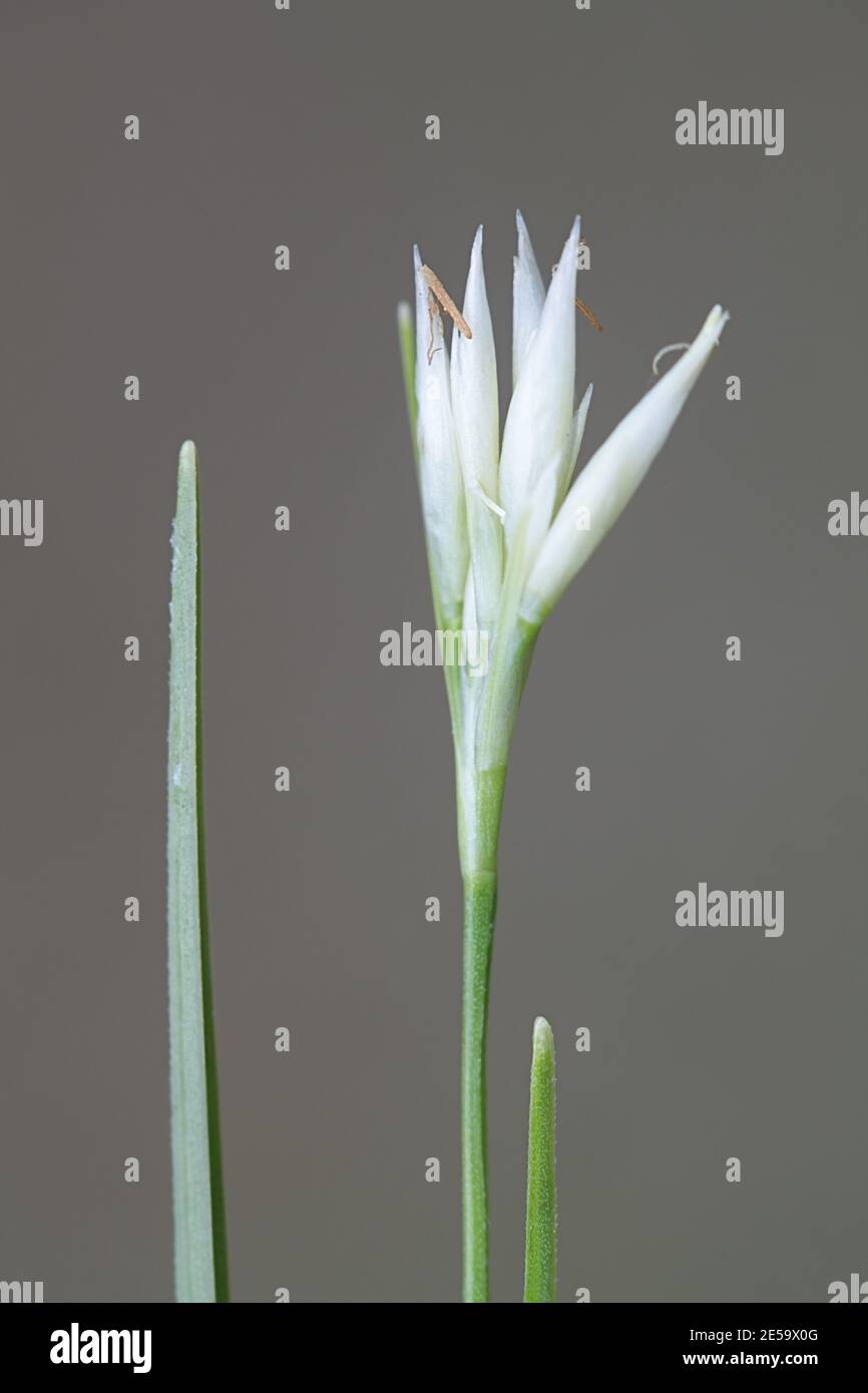 Rhynchospora alba, conosciuta come la bedetta bianca, pianta di palude selvatica dalla Finlandia Foto Stock