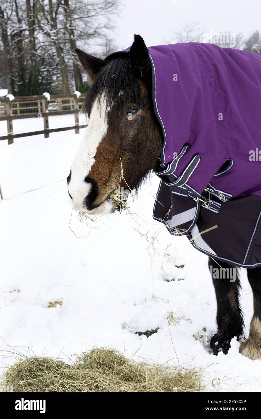 Cavallo di pannocino irlandese che mangia fieno nella neve Foto Stock