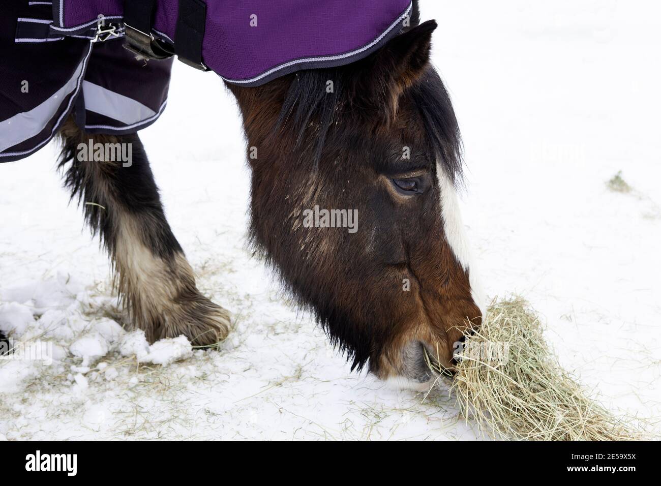 Cavallo di pannocino irlandese che mangia fieno nella neve Foto Stock