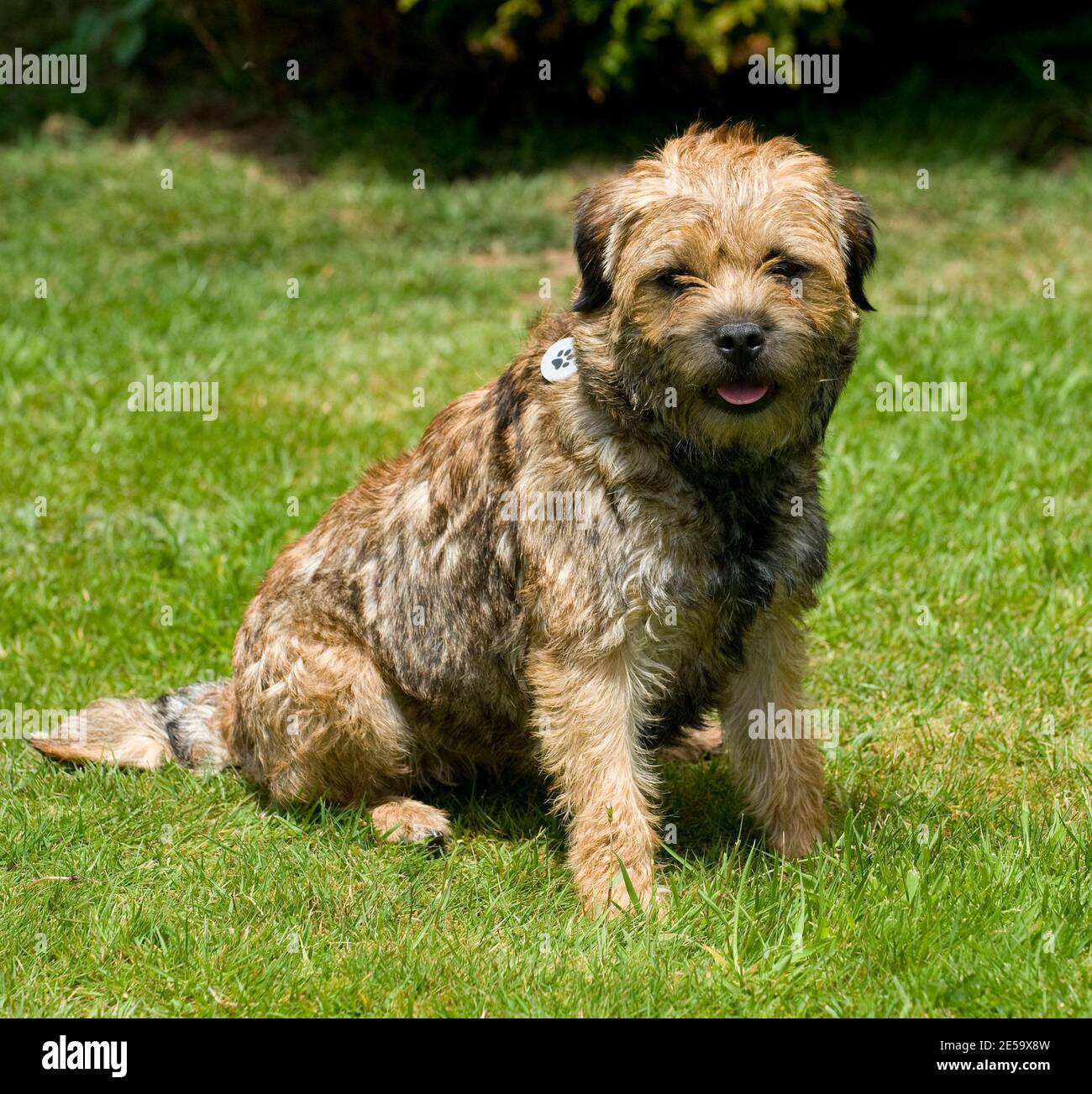 Border terrier cane Foto Stock
